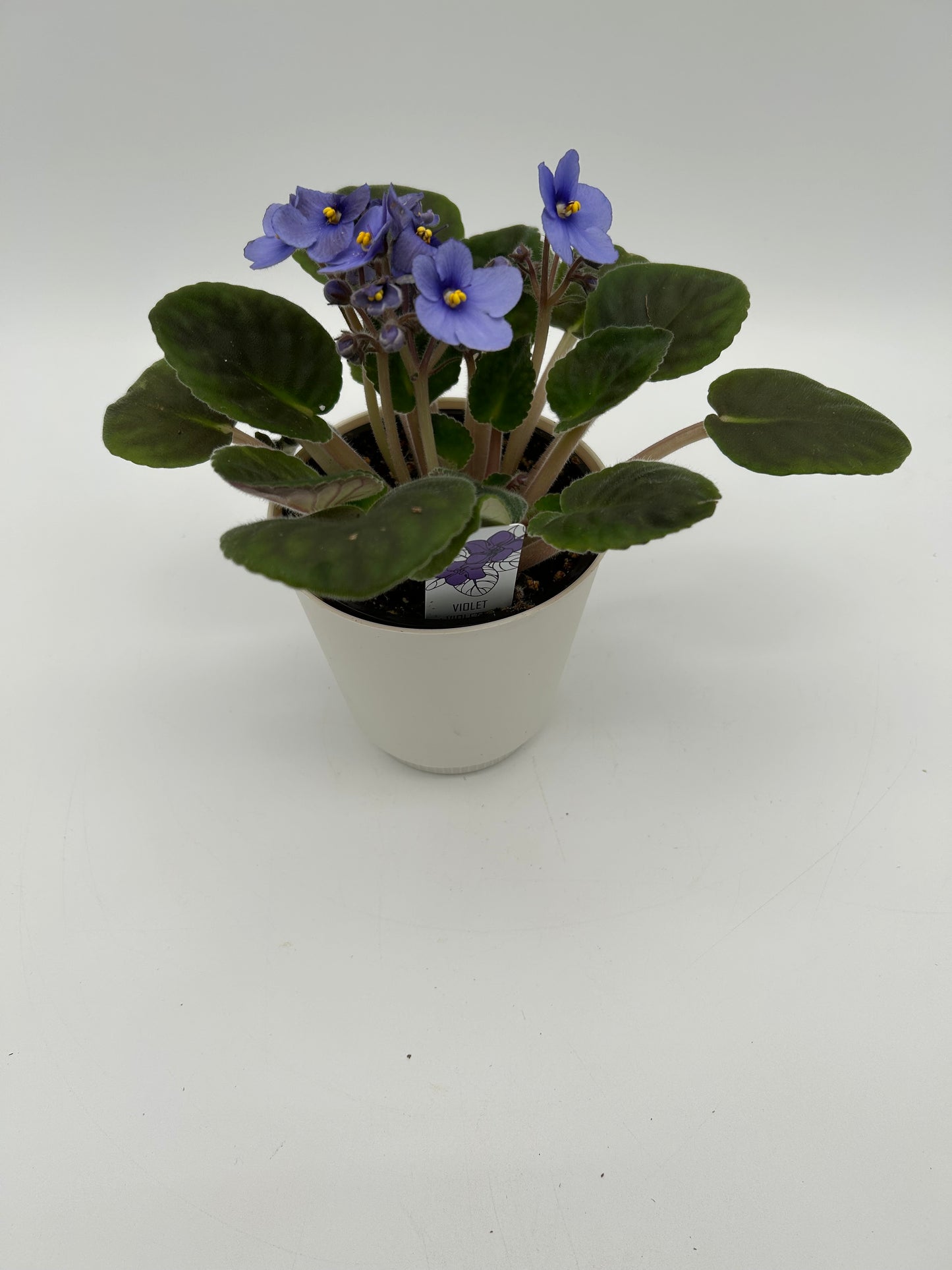 African Violet- Lavender color