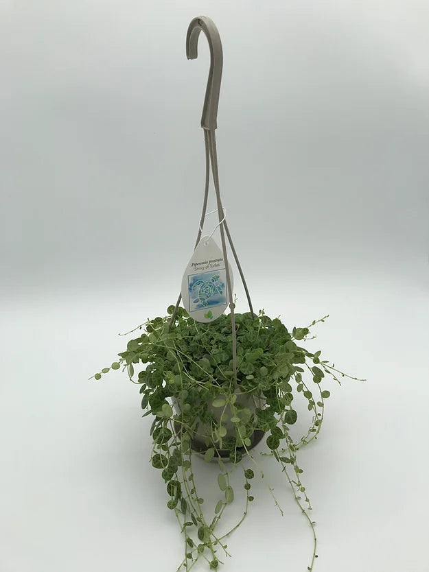 String of Turtles Succulent Plant
