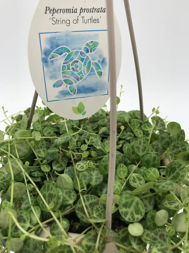 String of Turtles Succulent Plant