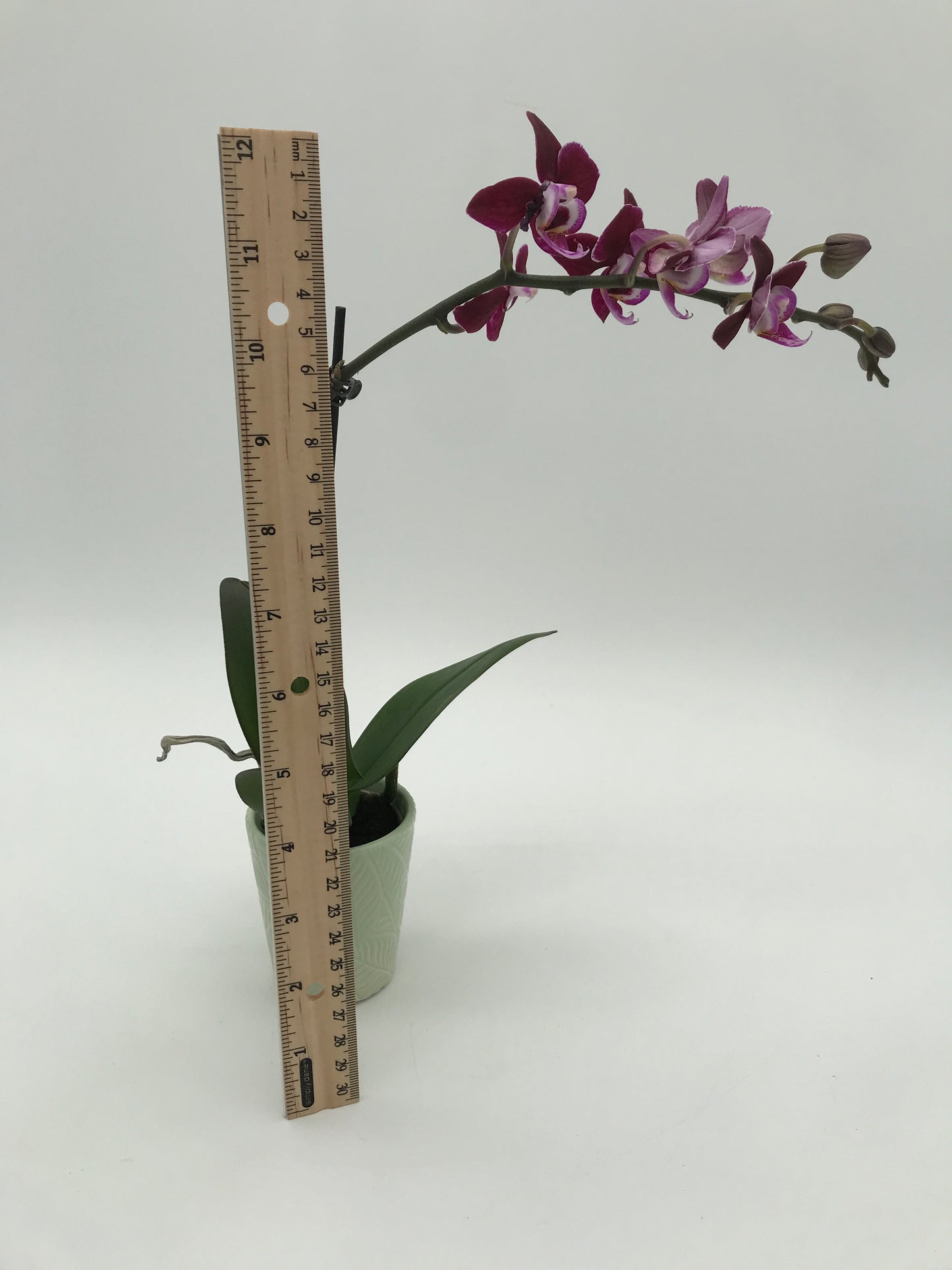 2.5” Orchid