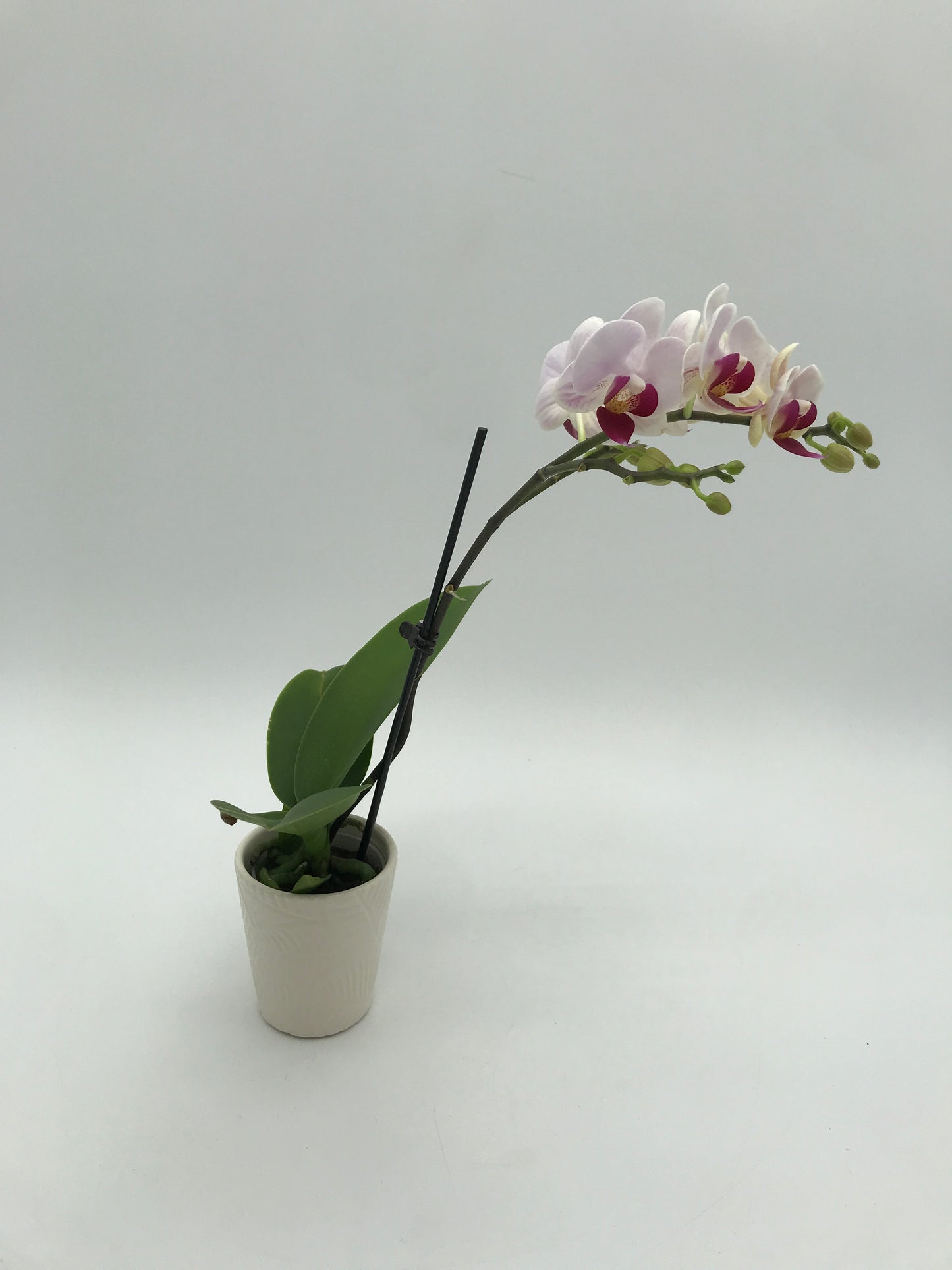 2.5” Orchid