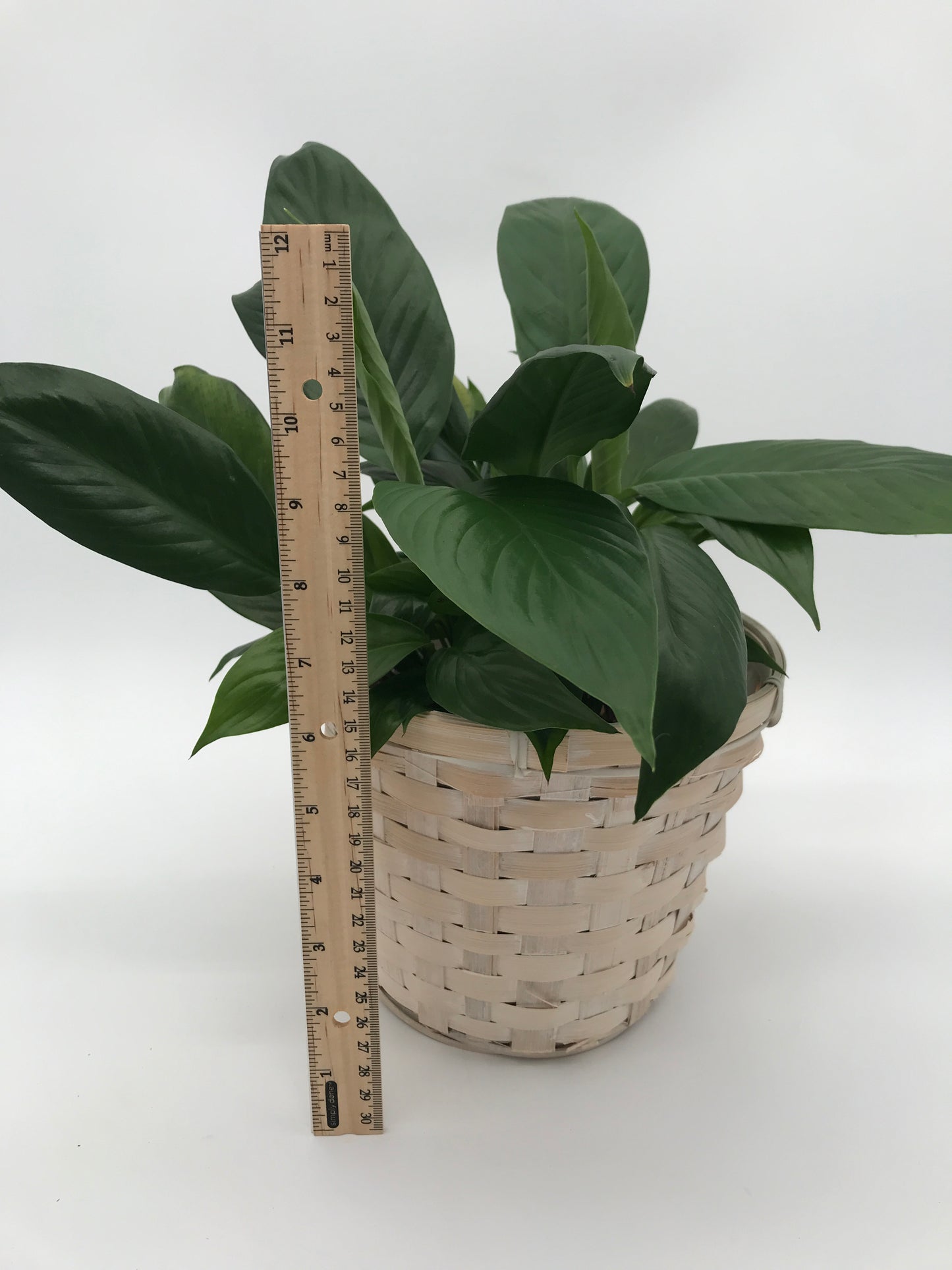5" Peace Lily