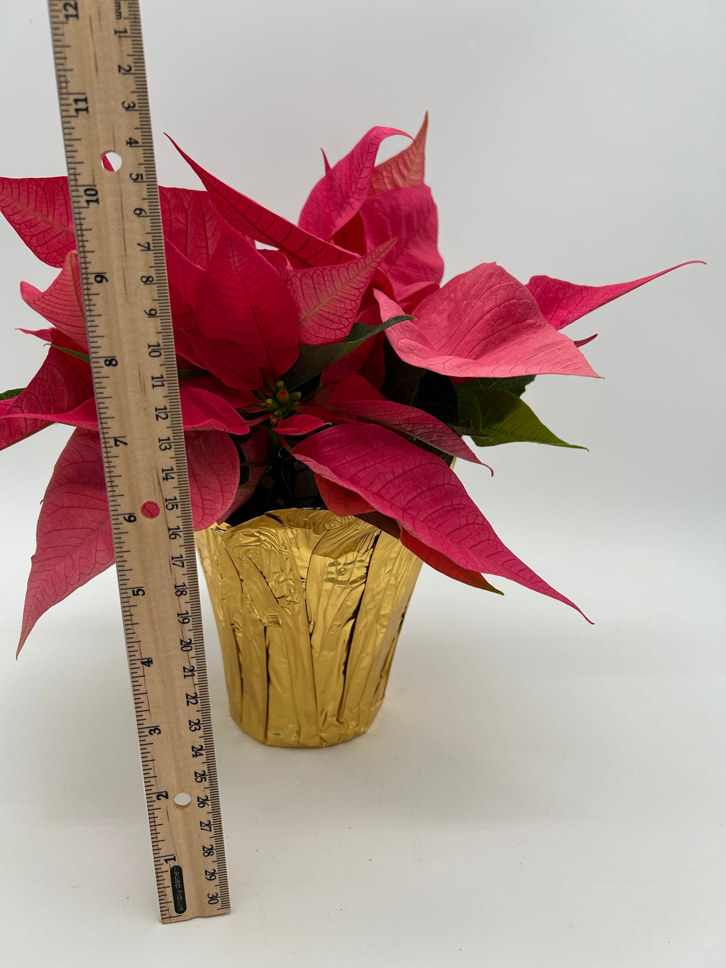 4.5" Poinsettia - Pink