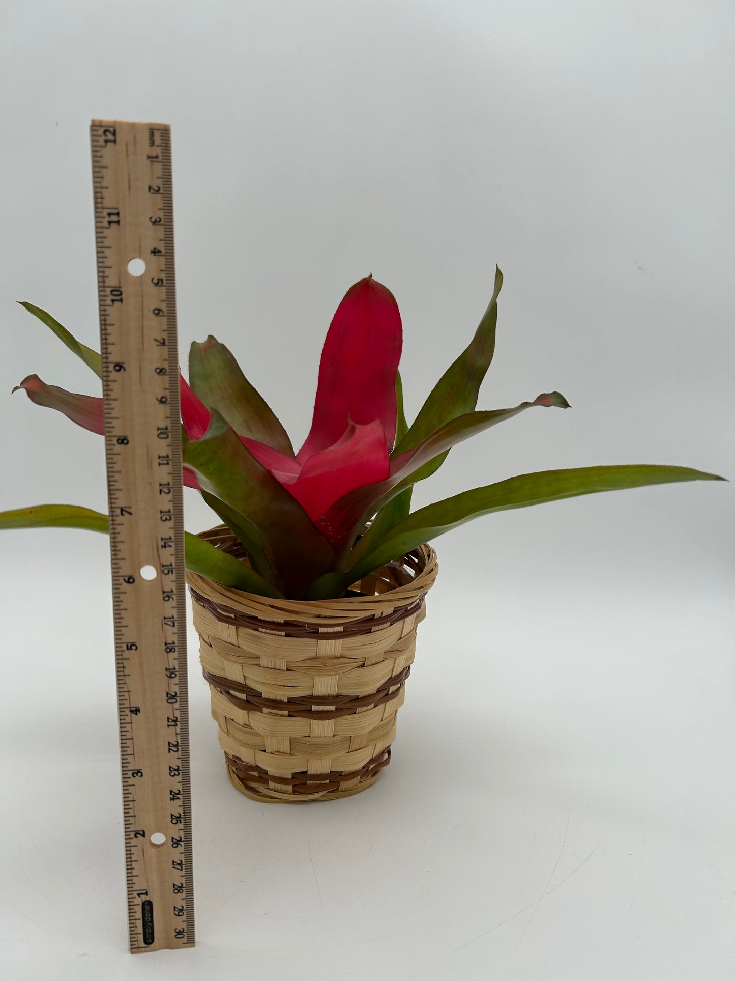 4" Bromeliad "Fireball" Plant