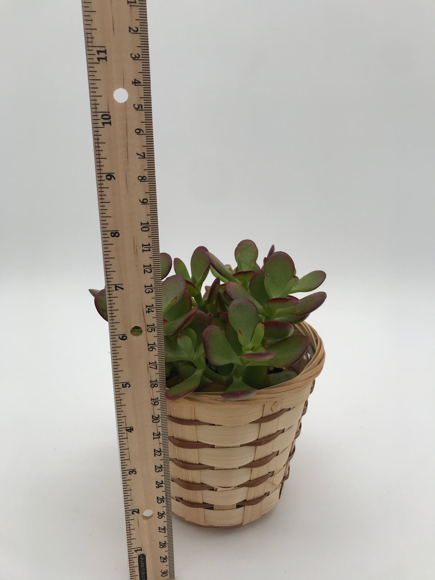 4” Jade Plant