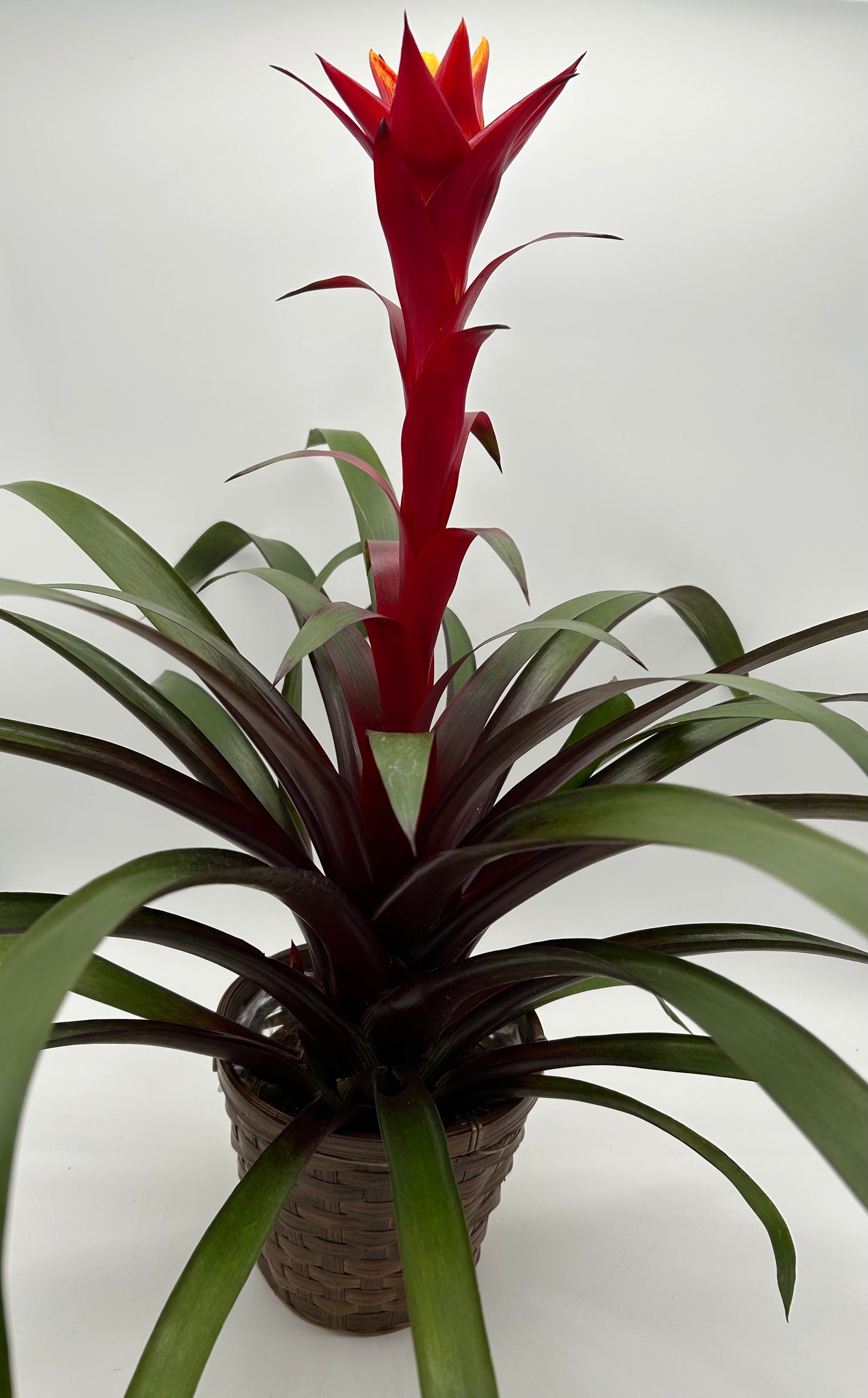 6" Bromeliad -Red with Yellow