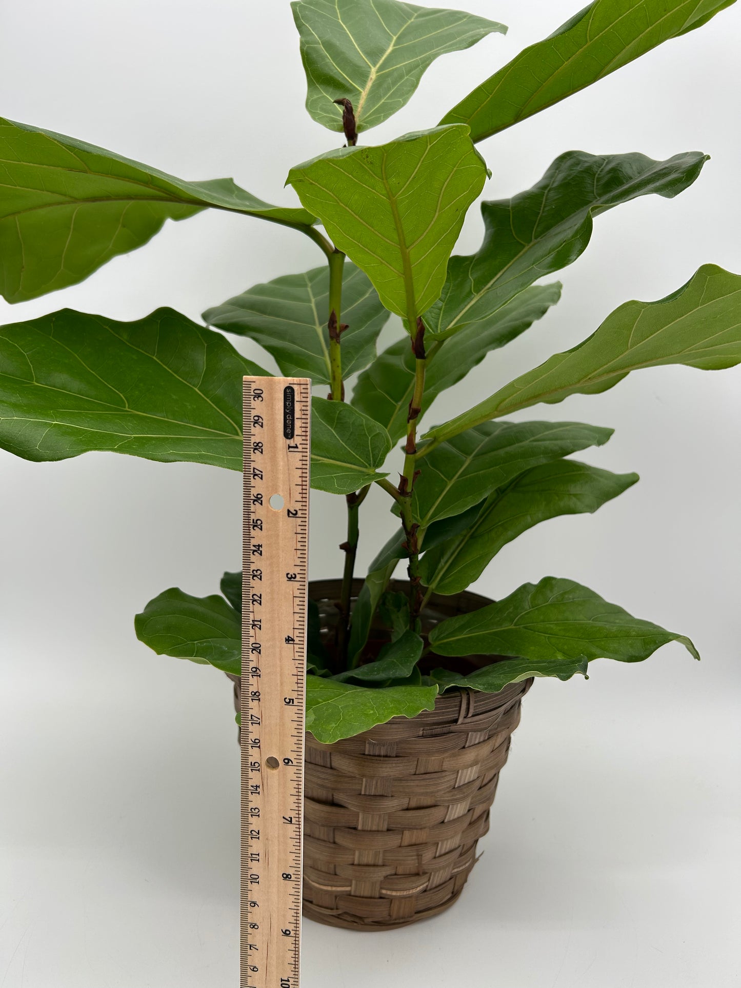 6" Fiddle Leaf Fig Plant
