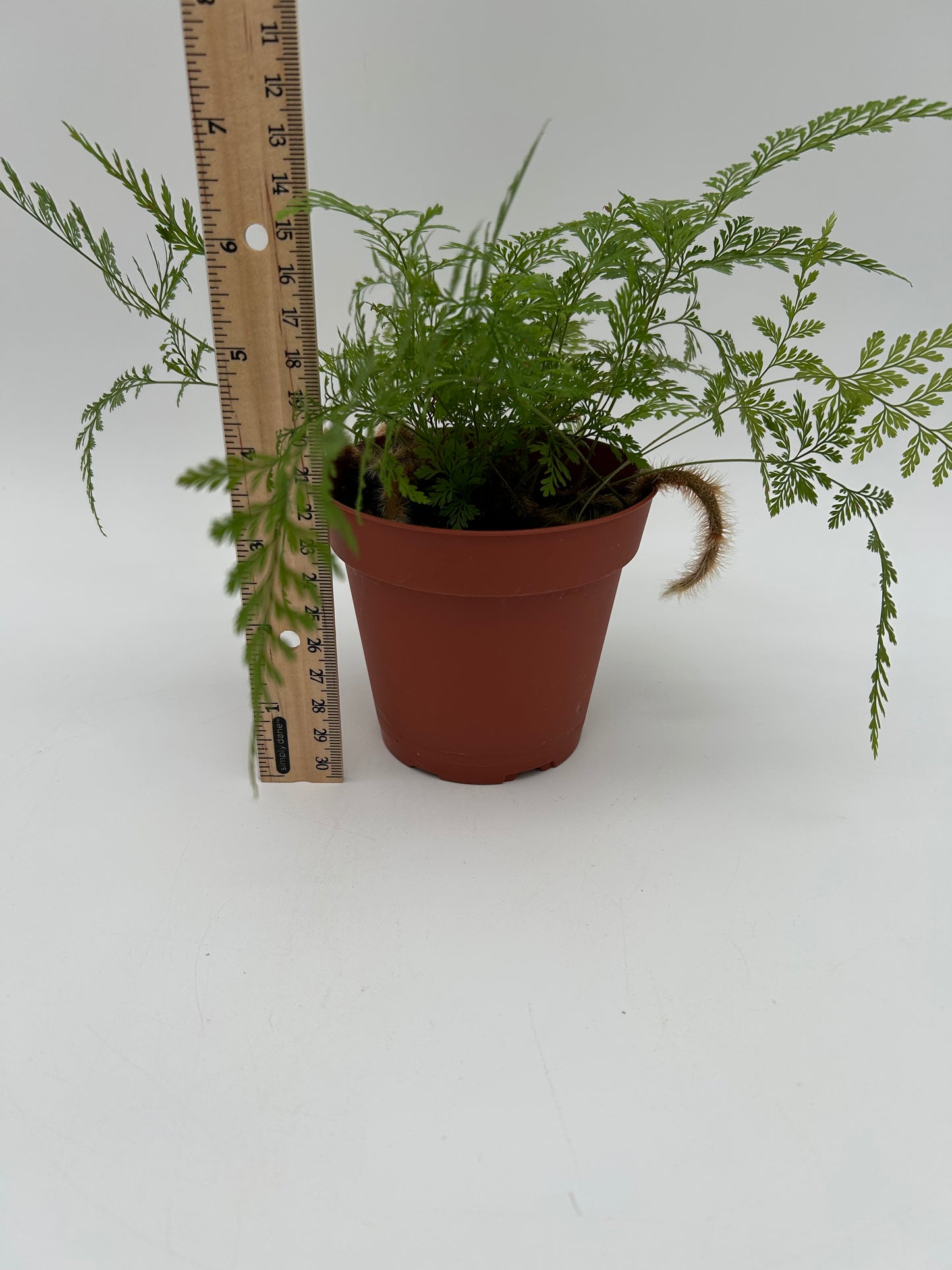 4" Rabbit Foot Fern
