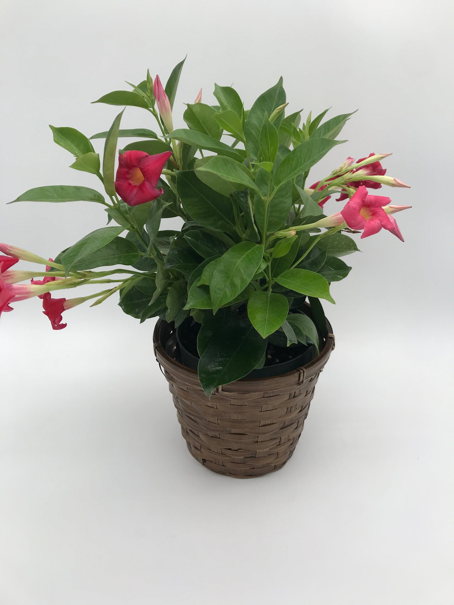 6” Dipladenia