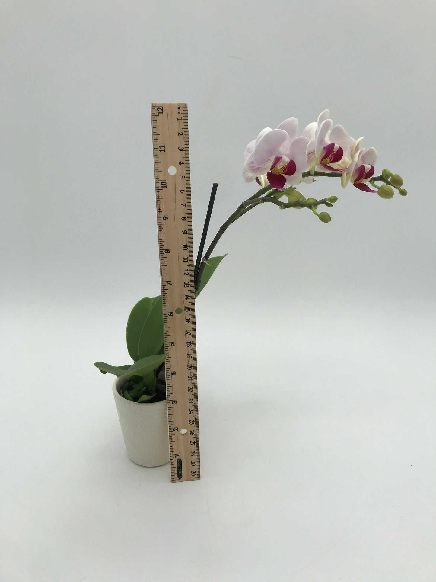 2.5” Orchid