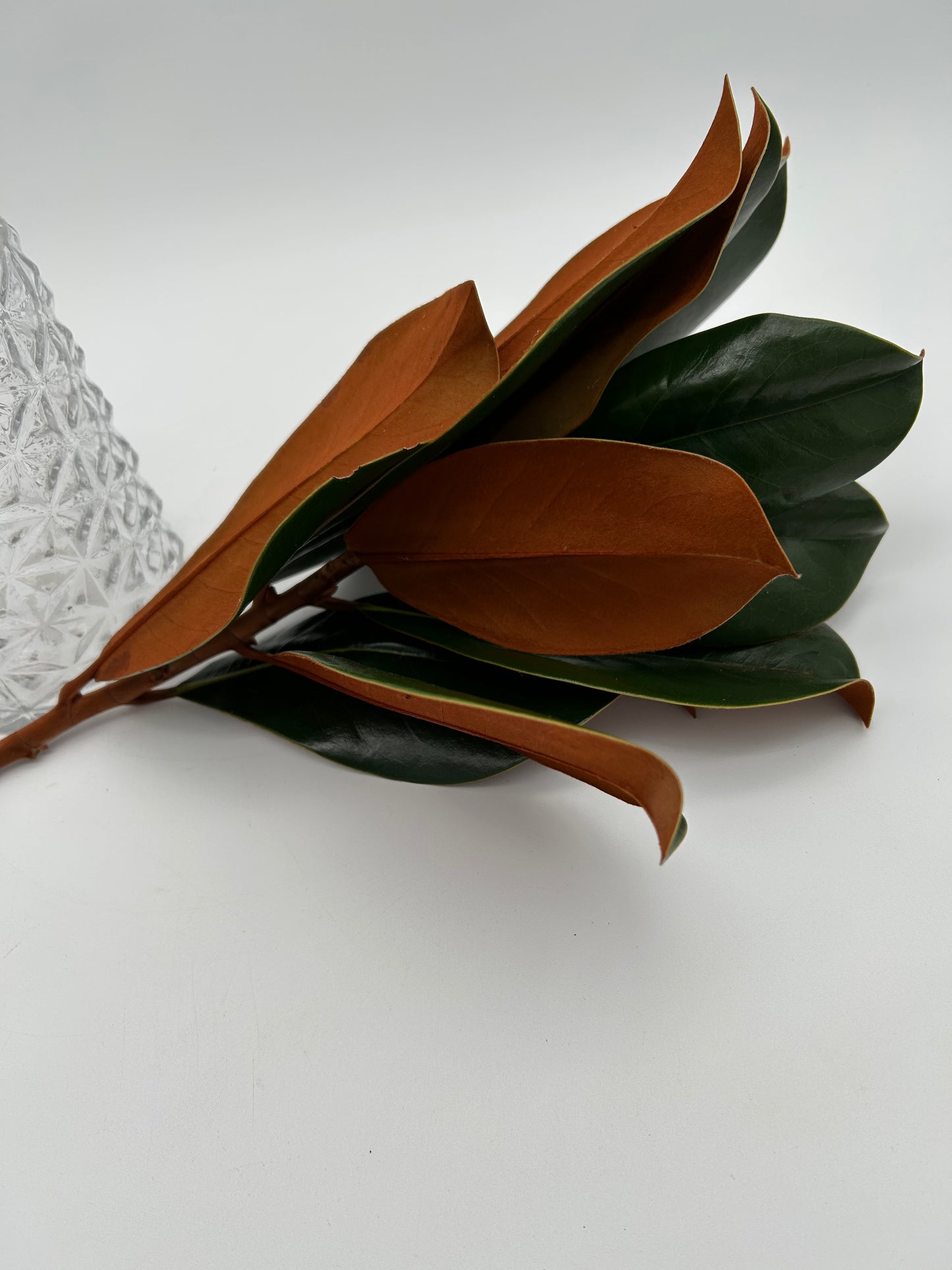 Magnolia Stem (one branch)