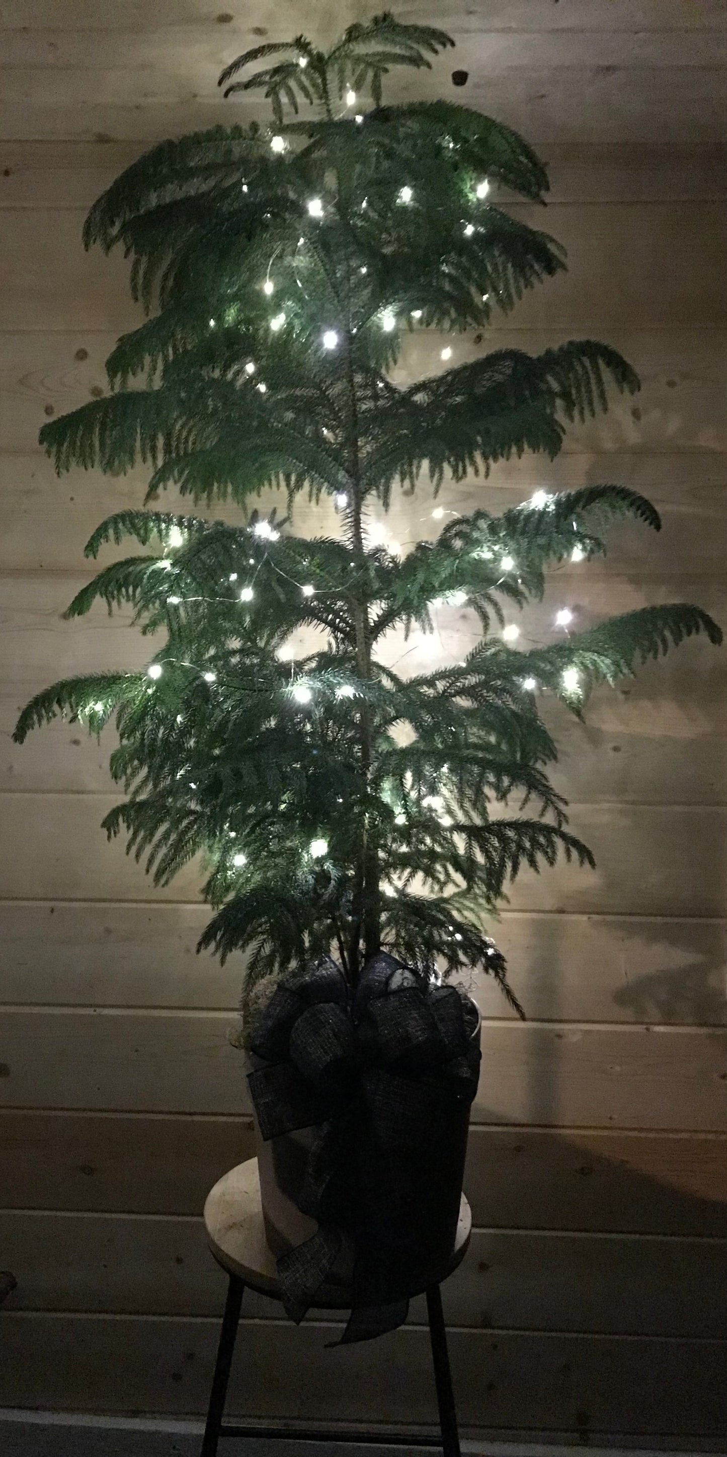 10" Norfolk Pine (Easy Care Plant)