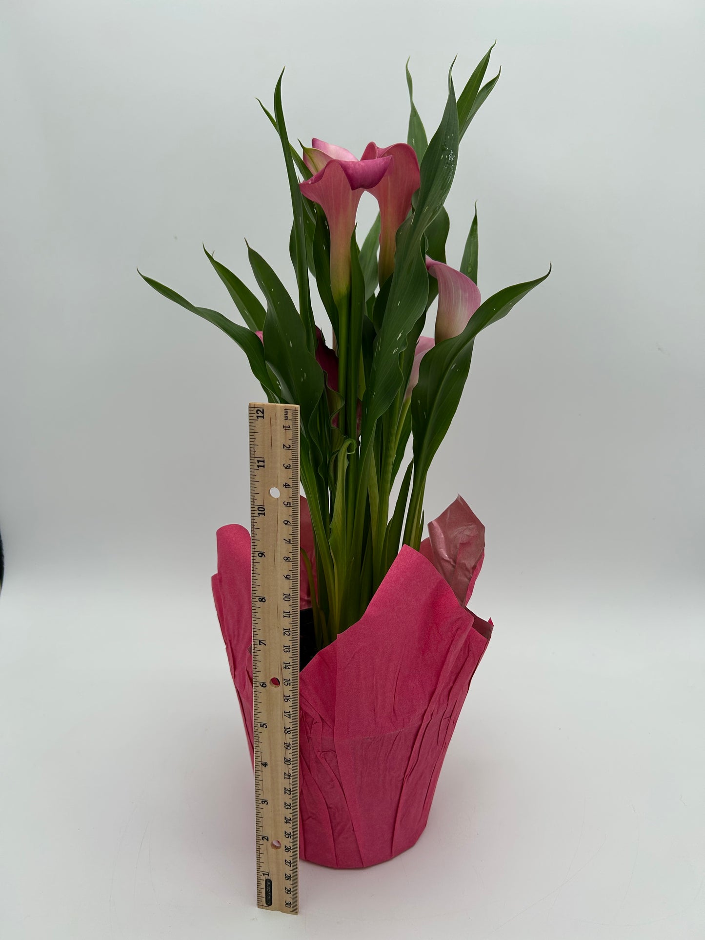 6" Calla Lily - Pink