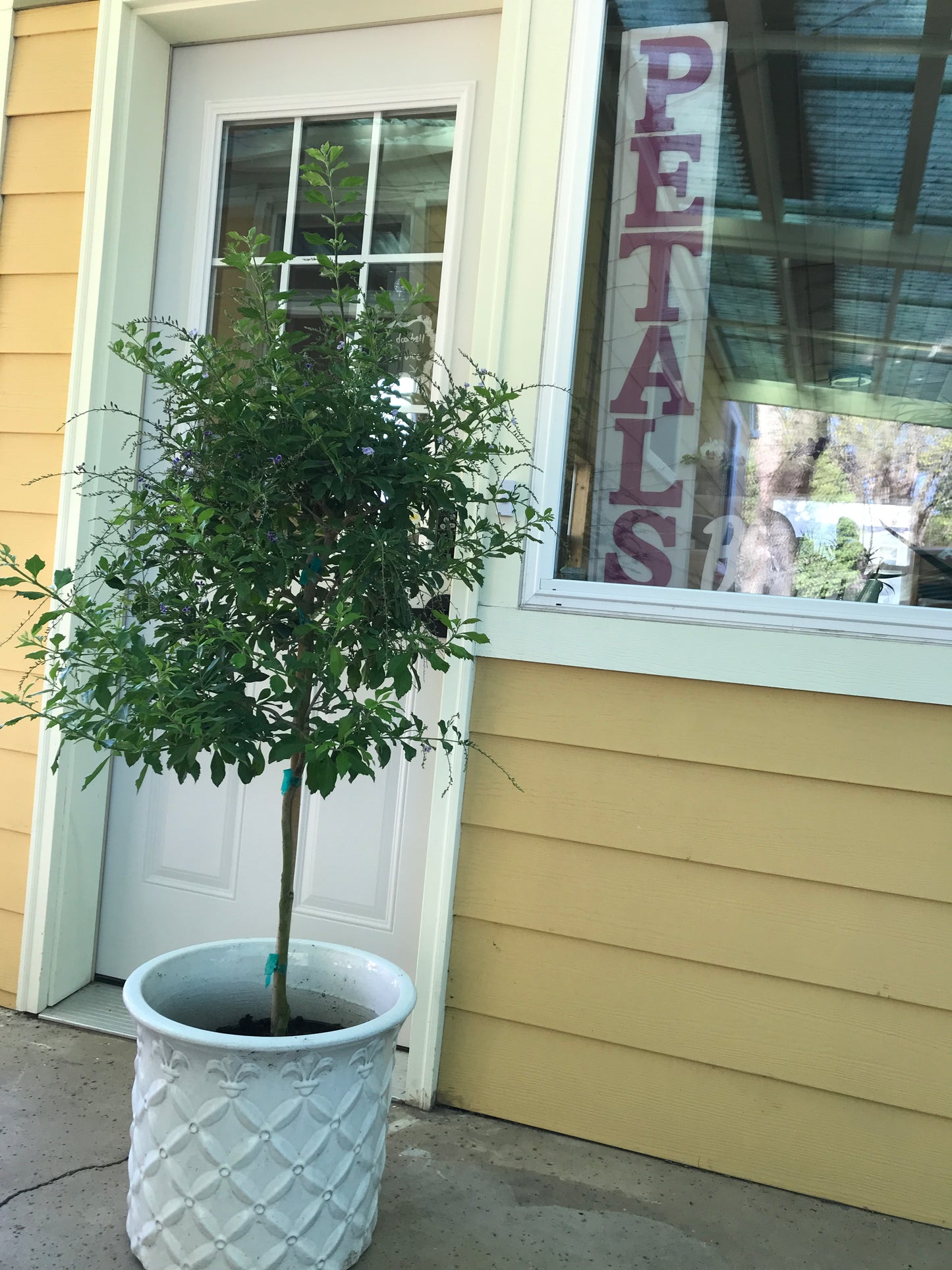 Duranta Tree (Patio)