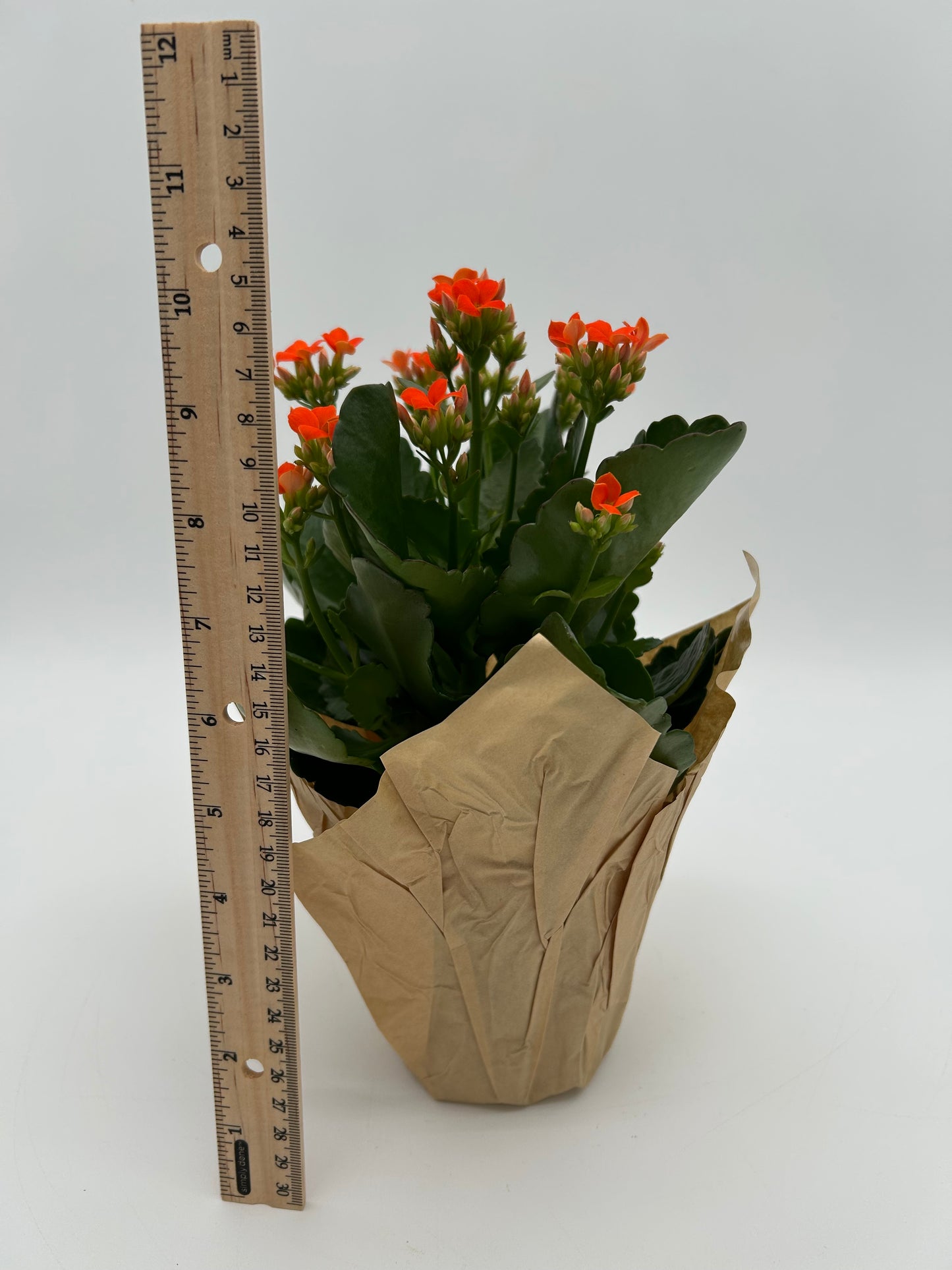 4"Kalanchoe-Orange