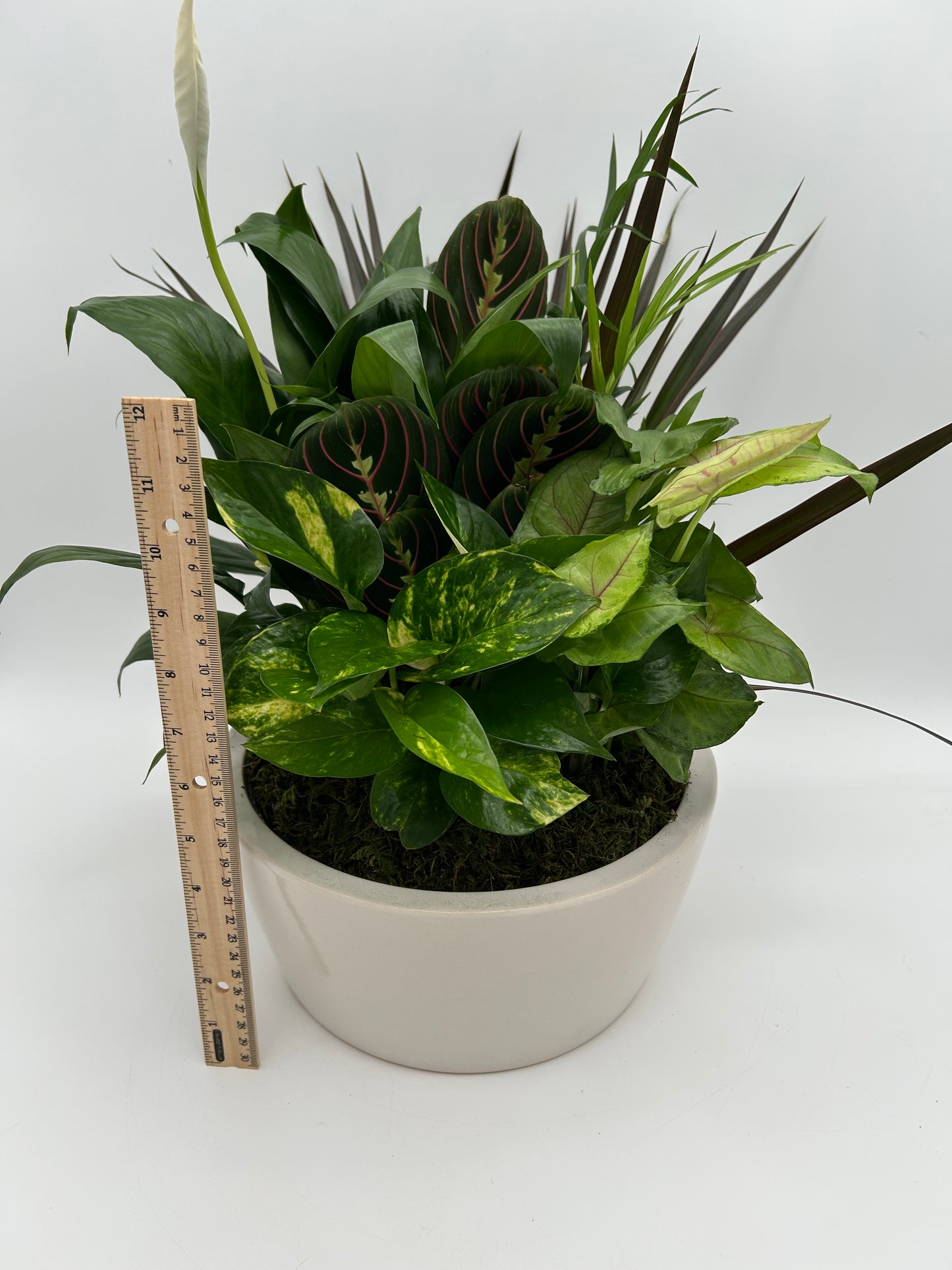10” Dish Garden - Ceramic
