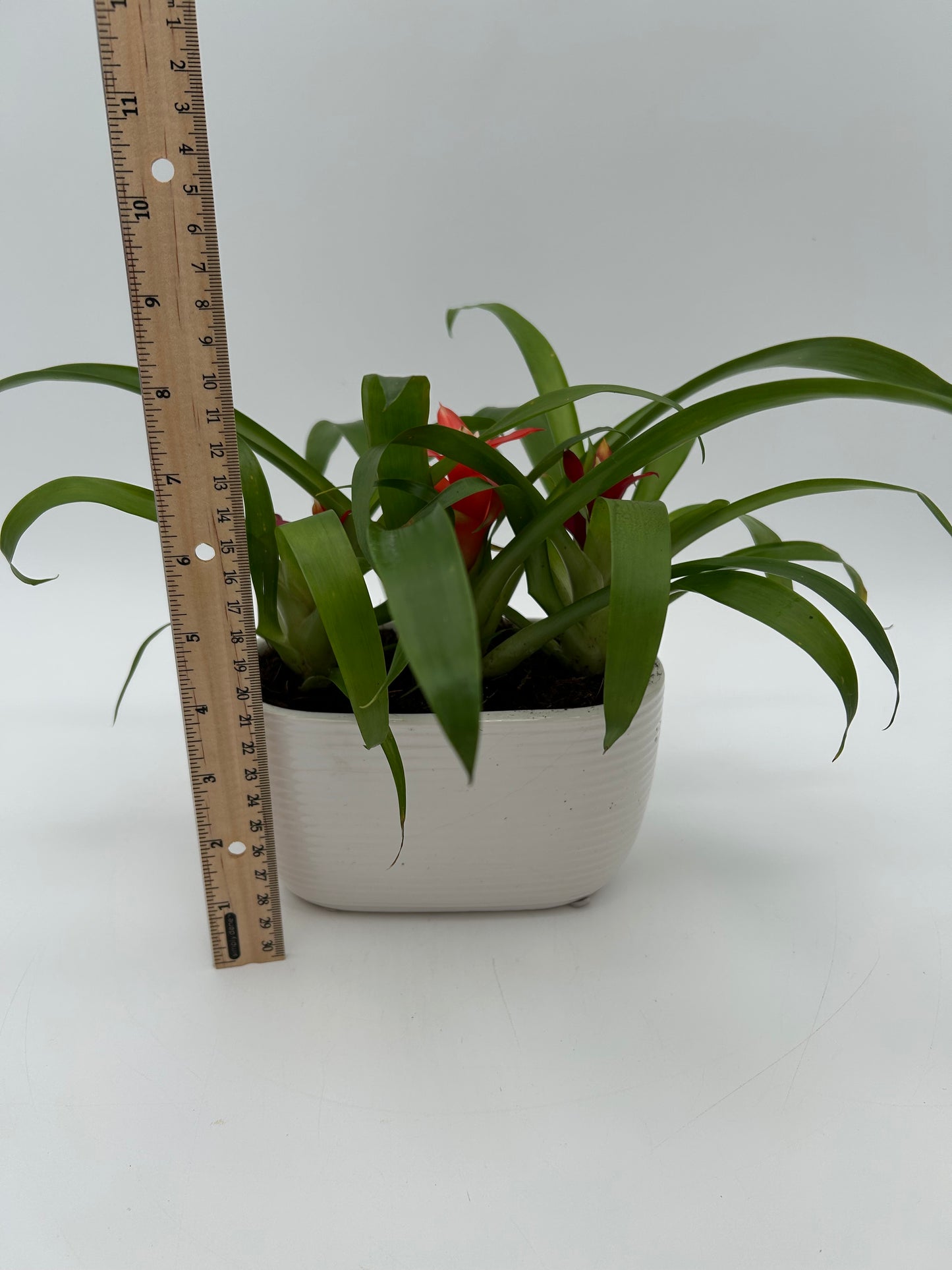 Bromeliad Garden - Oval Ceramic