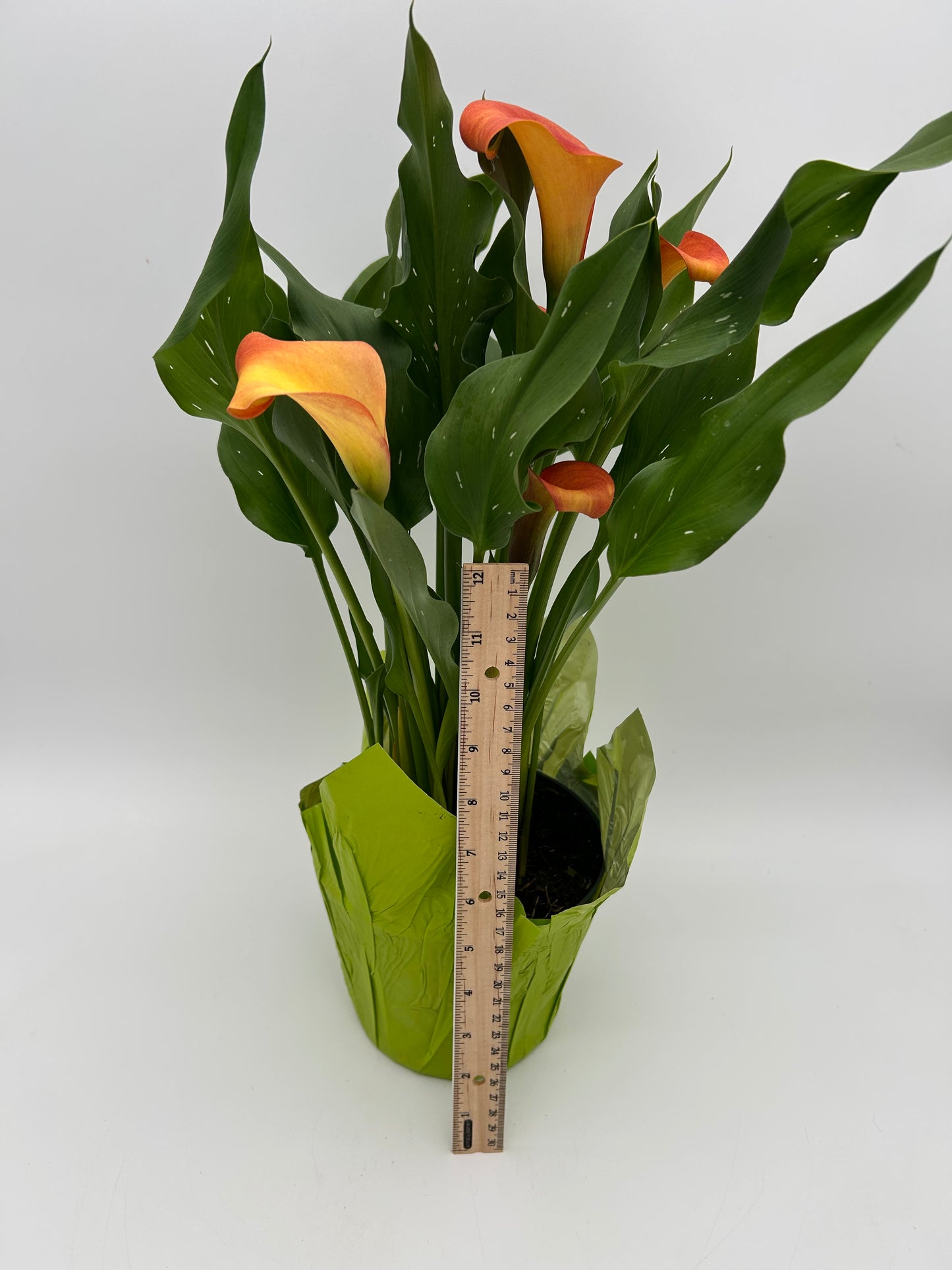 6" Calla Lily - Orange/Yellow