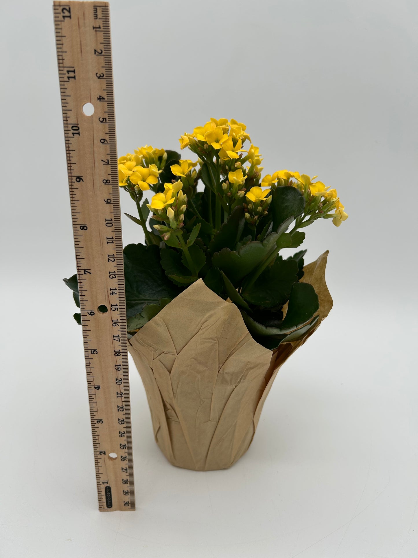 4"Kalanchoe-Yellow