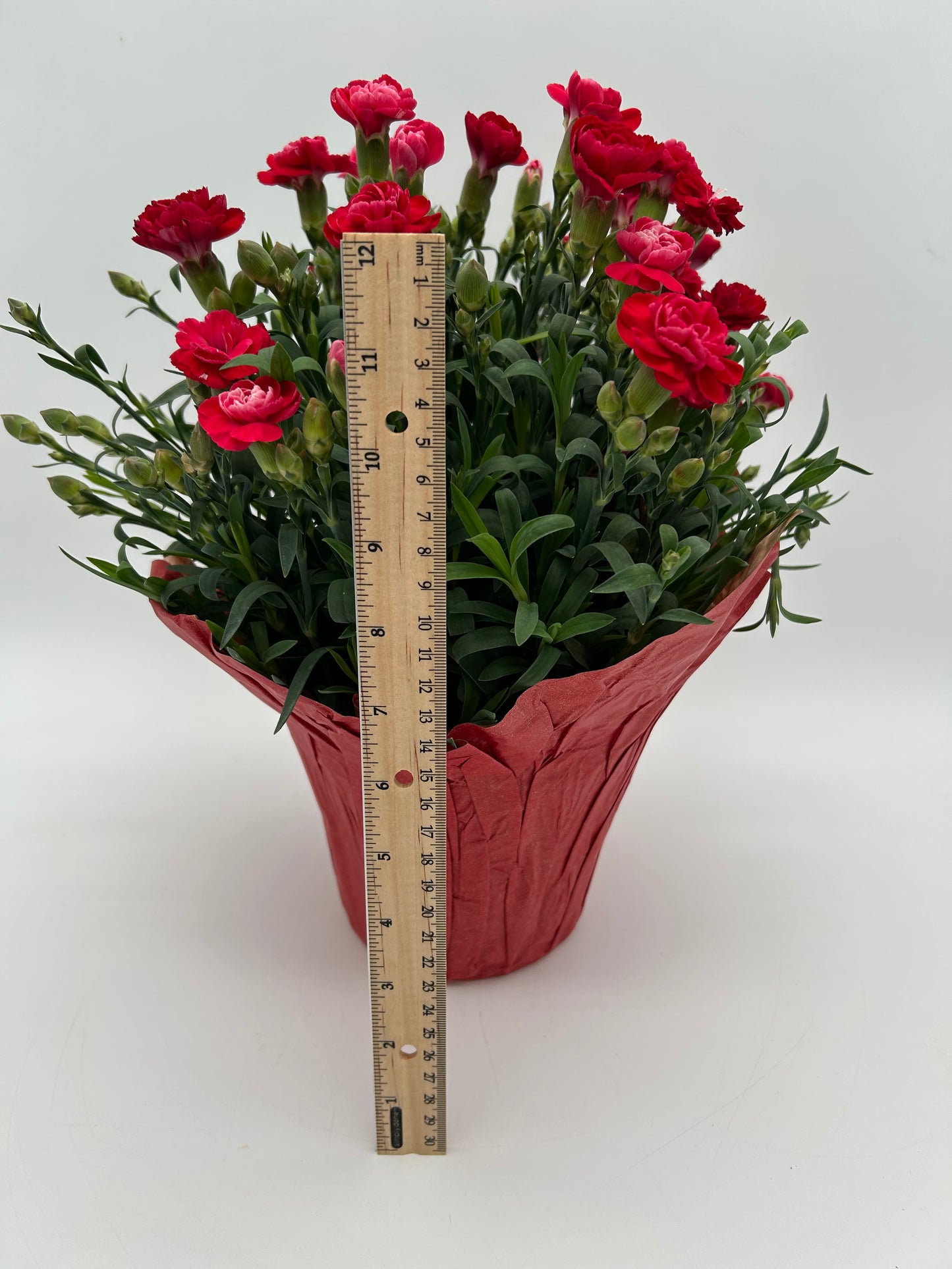 6" Carnation-Red