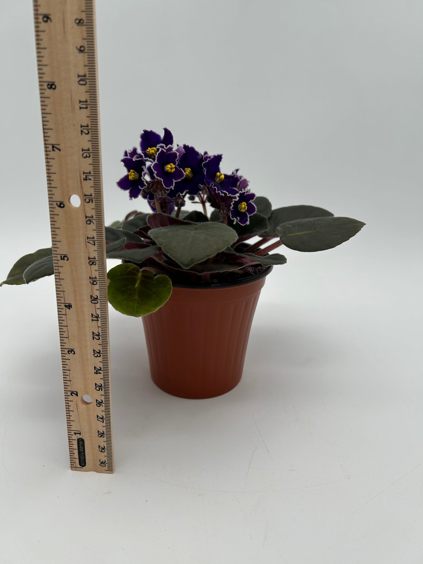 African Violet- Deep Purple
