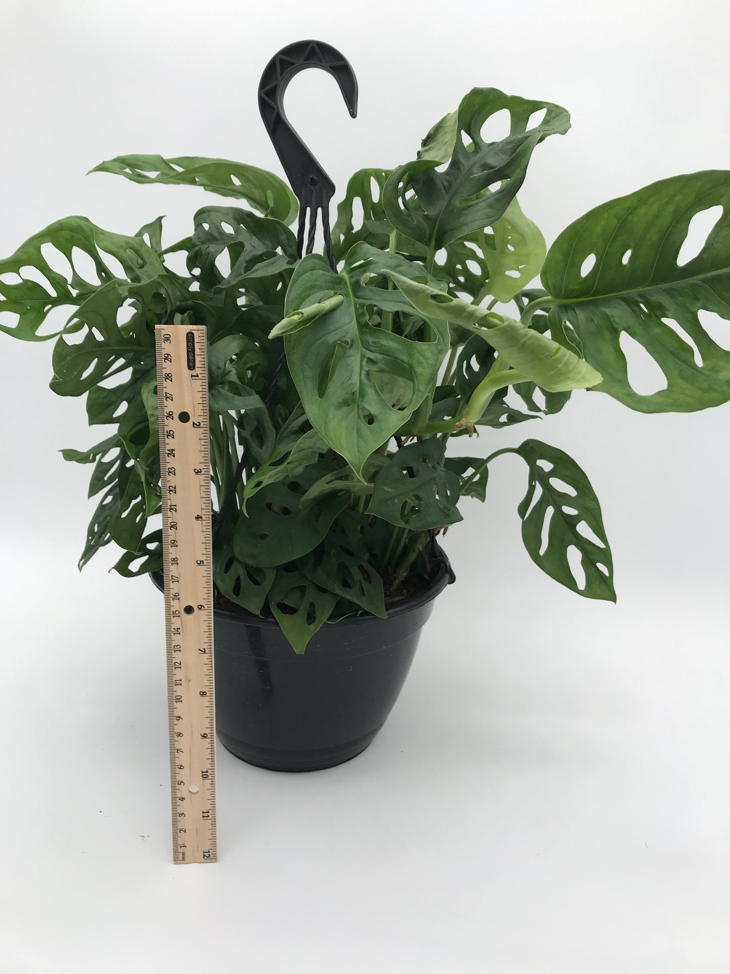 8" Philly Swiss Cheese (Hanging Plant)