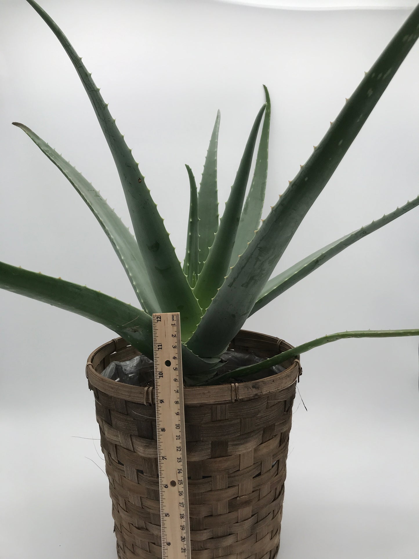 6" Aloe Vera Plant