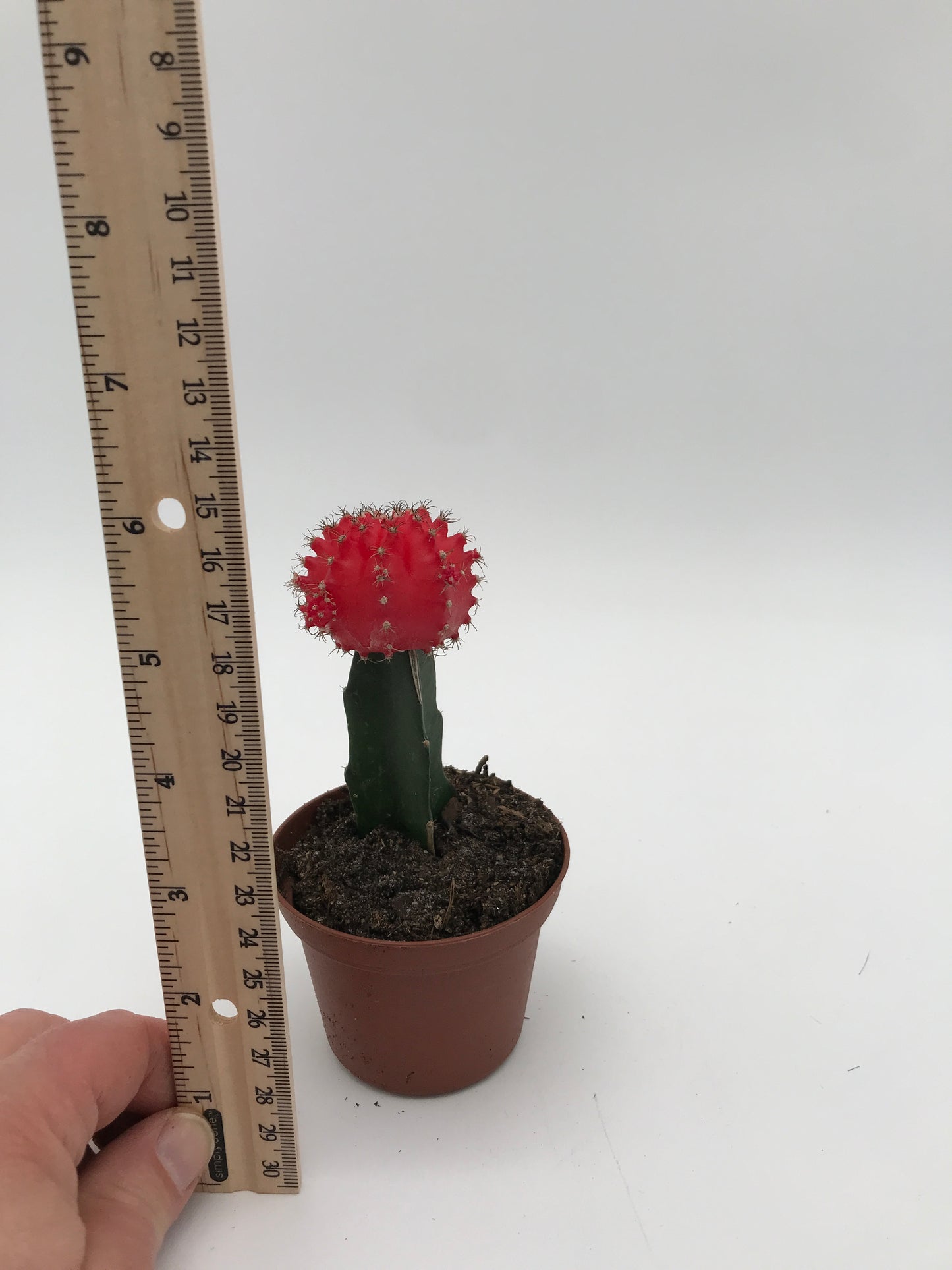 Moon Cactus - Red