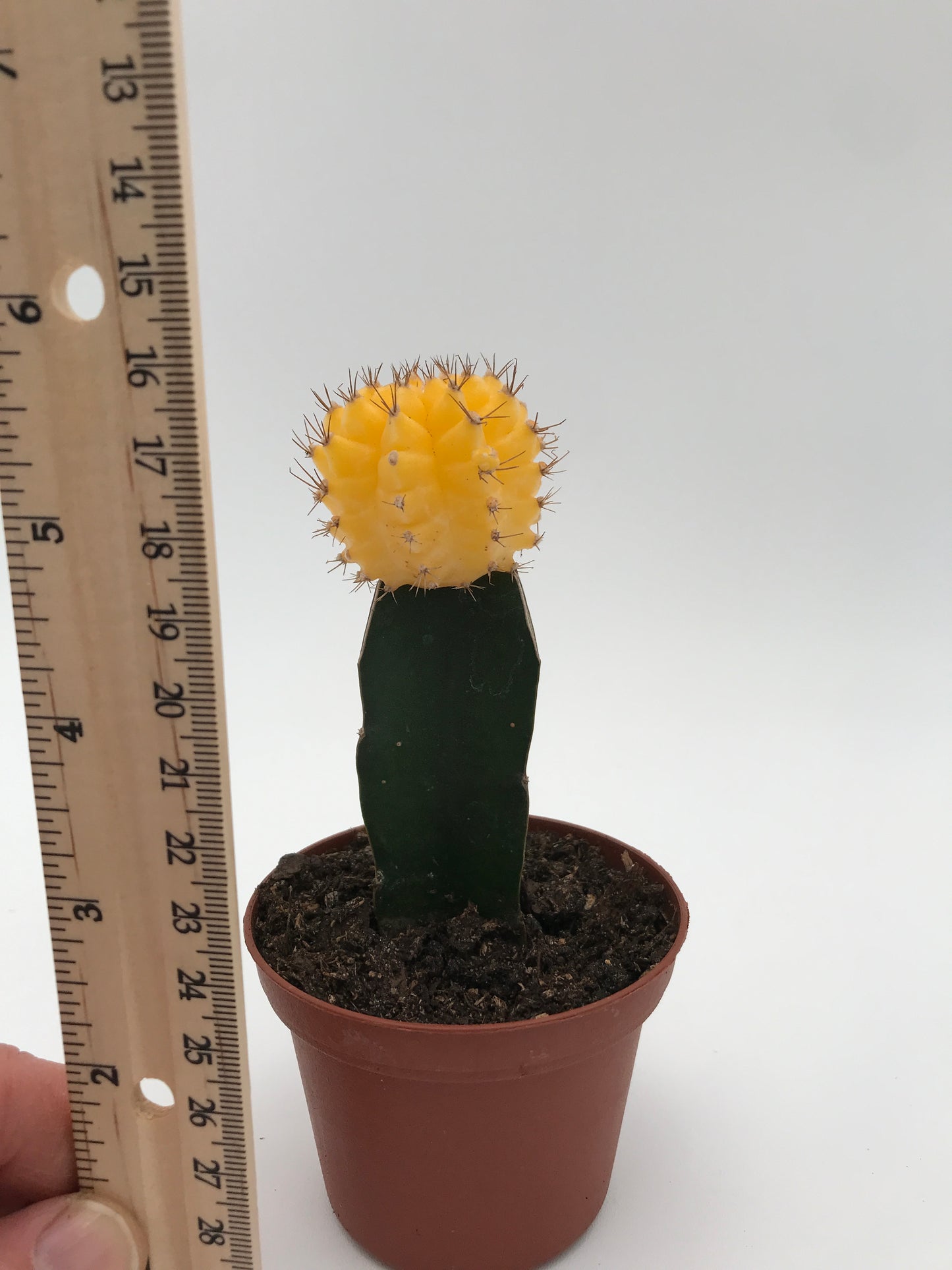 Moon Cactus - Yellow