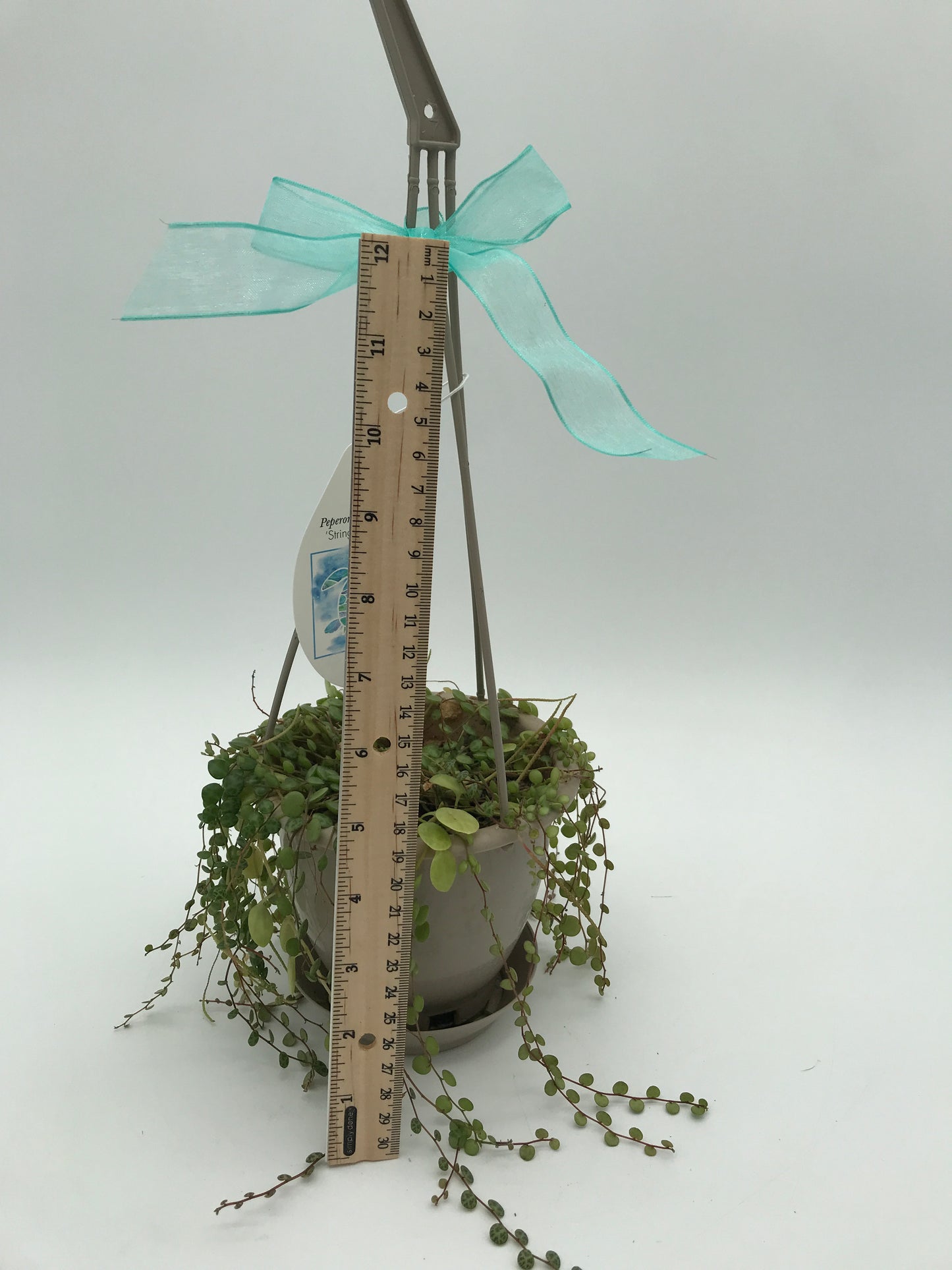 5” String of Turtles Succulent Plant
