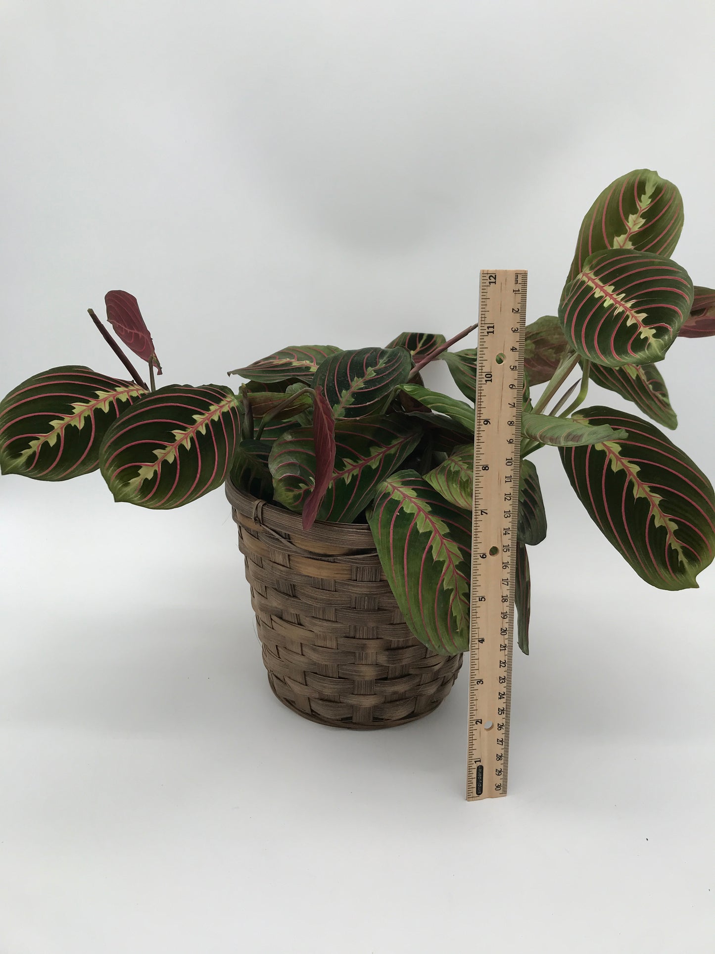 5" Prayer Plant