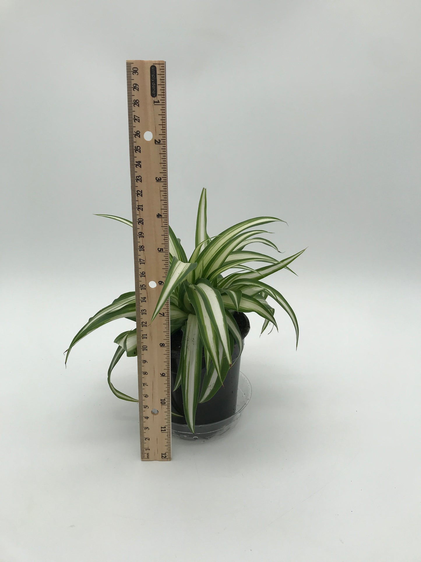 4" Spider Plant