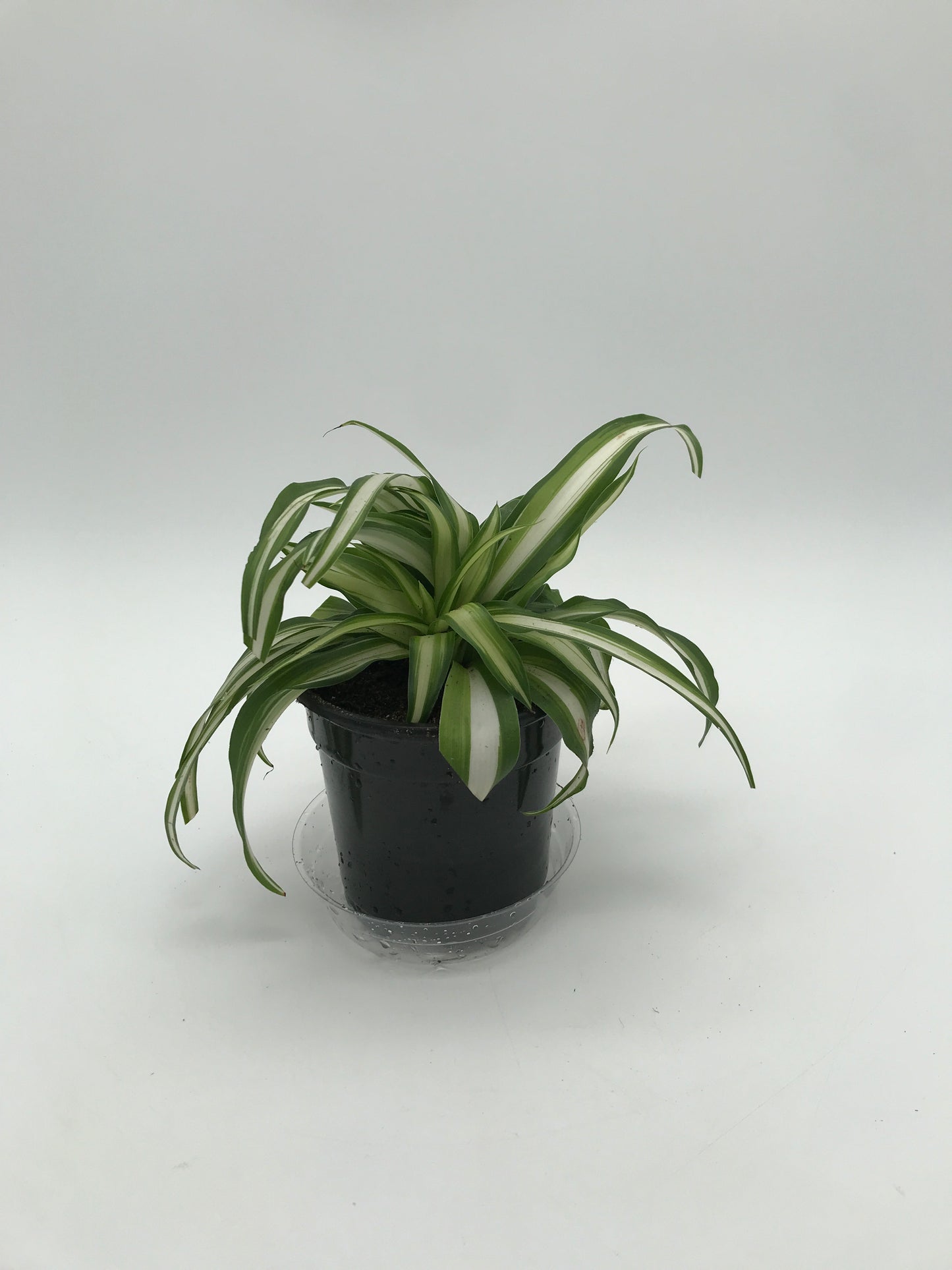 4" Spider Plant