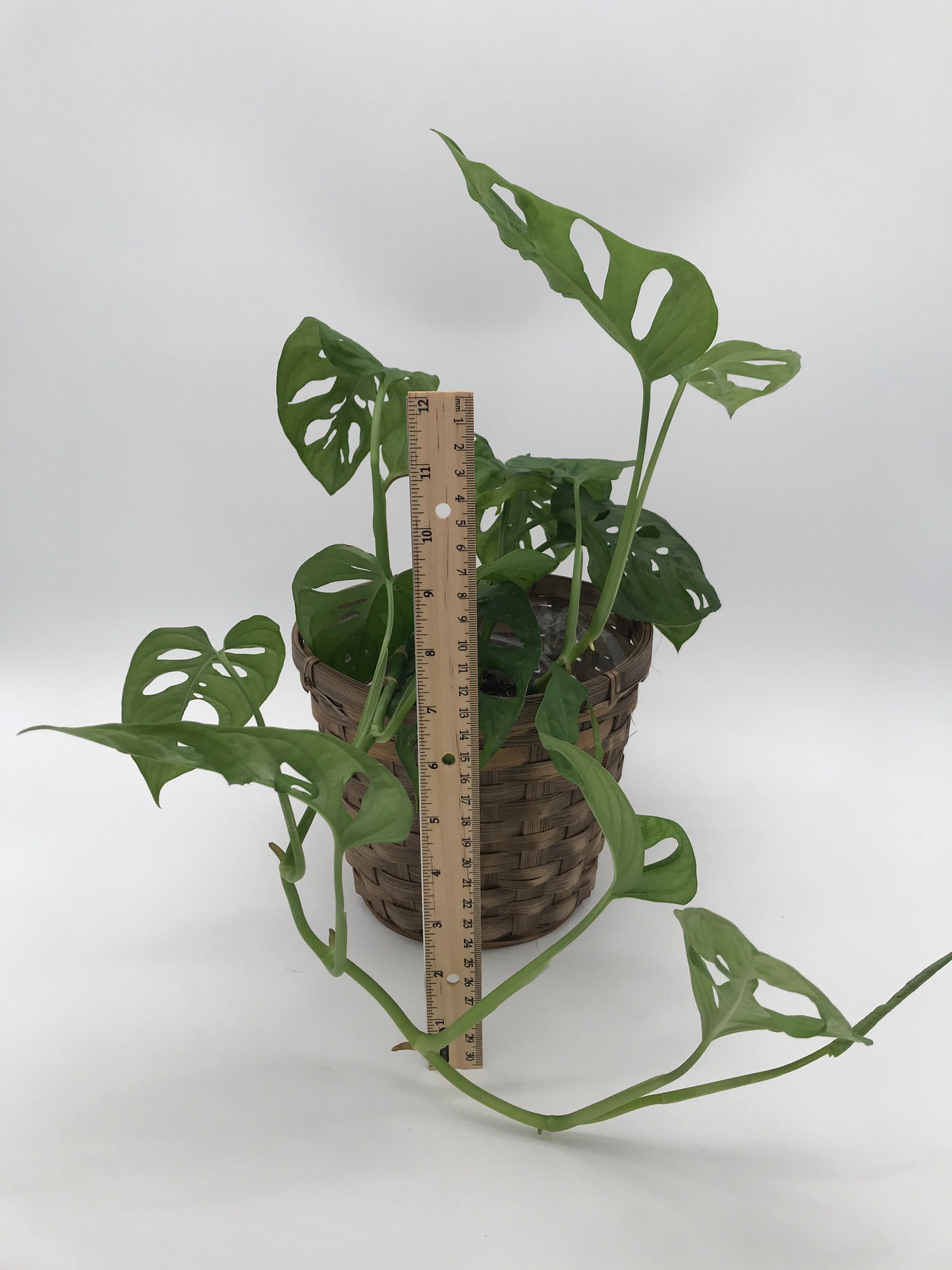 5" Philly Swiss Cheese Plant