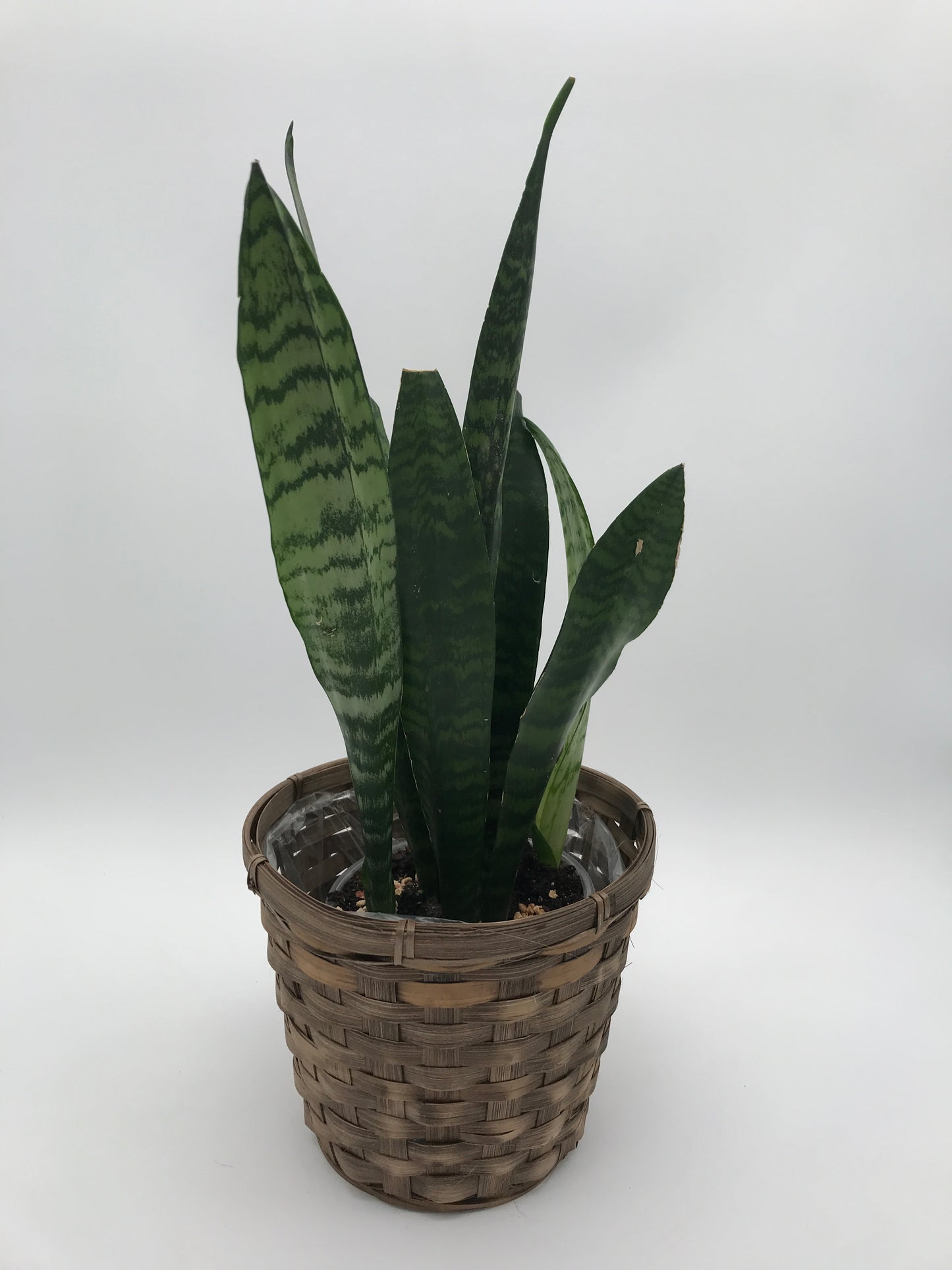 5" Sansevieria ( Snake Plant) *Cleans the Air*