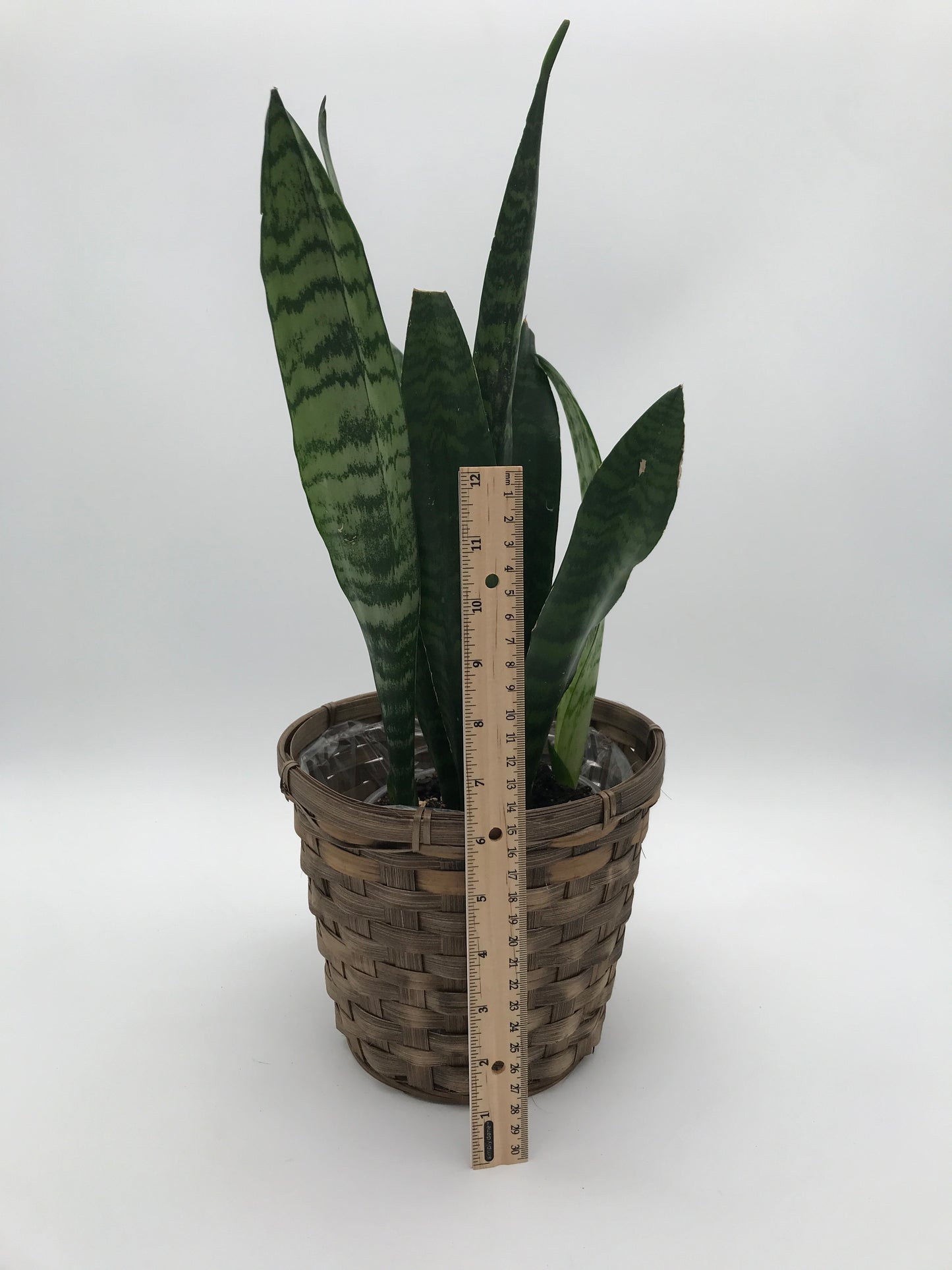 5" Sansevieria ( Snake Plant) *Cleans the Air*