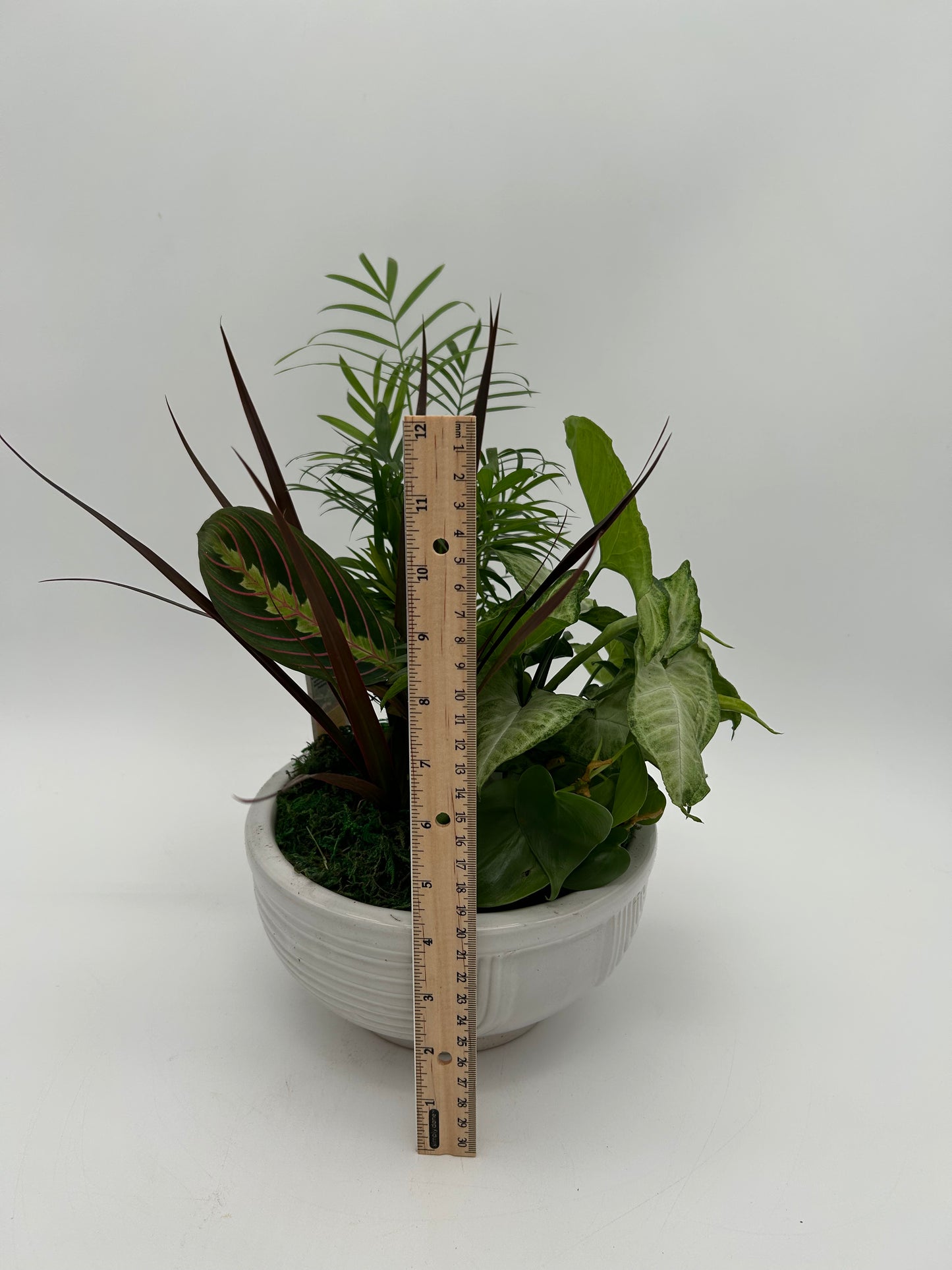 8" Dish Garden (ceramic pot)