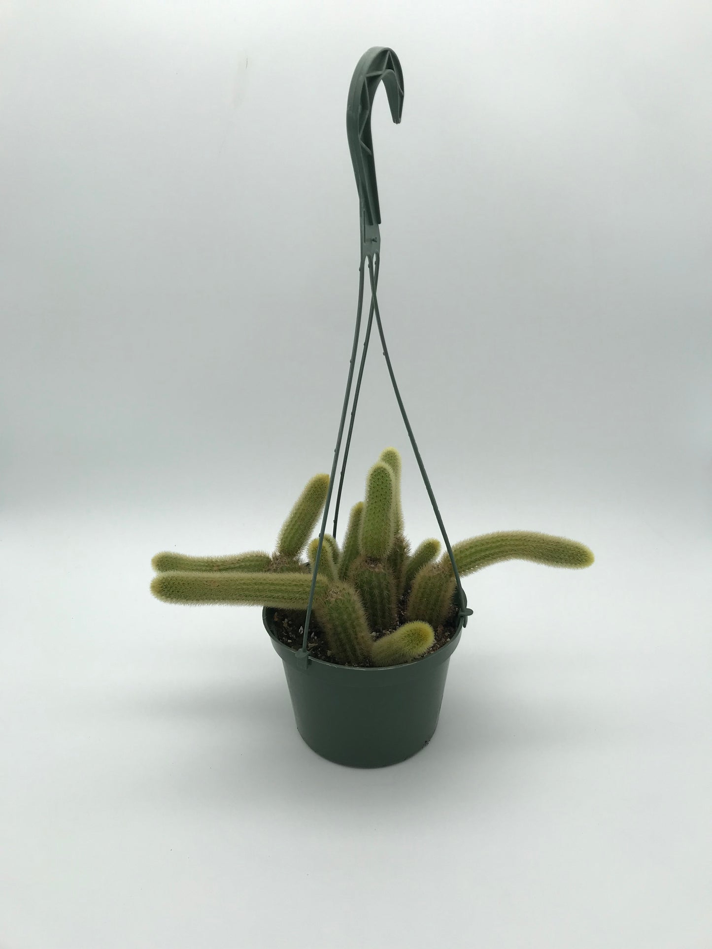 6" Golden Rattail Cactus