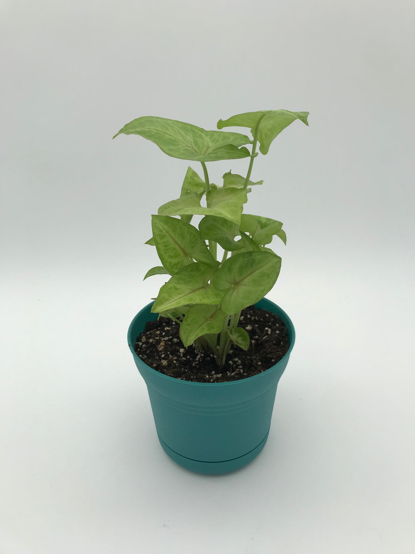5" Arrowhead Plant