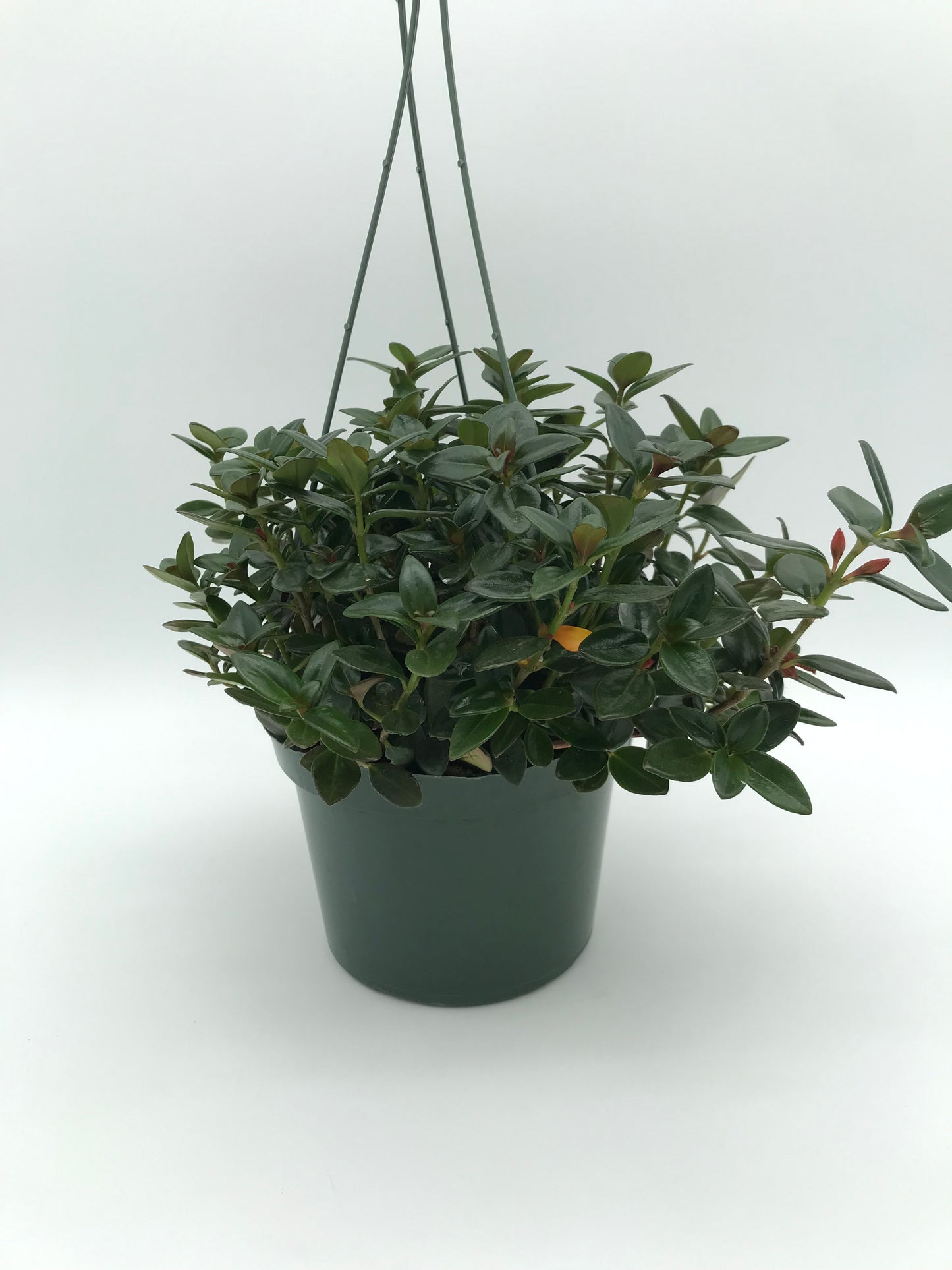 Gold Fish Plant