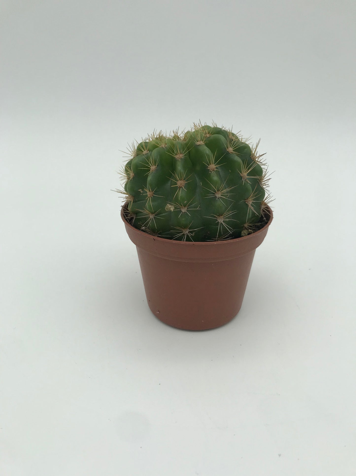 3" Cactus