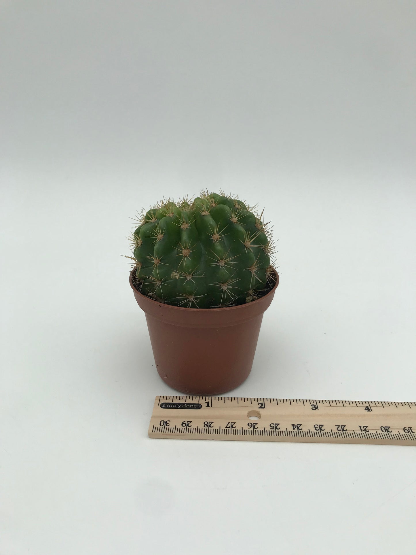 3" Cactus