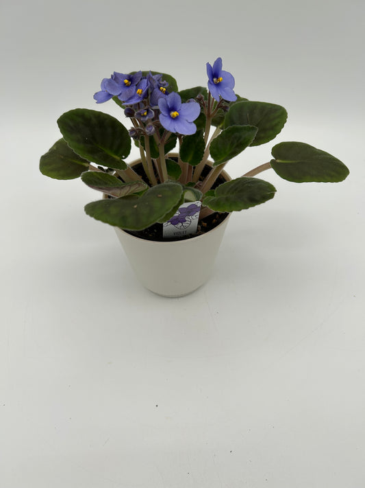 African Violet- Lavender color