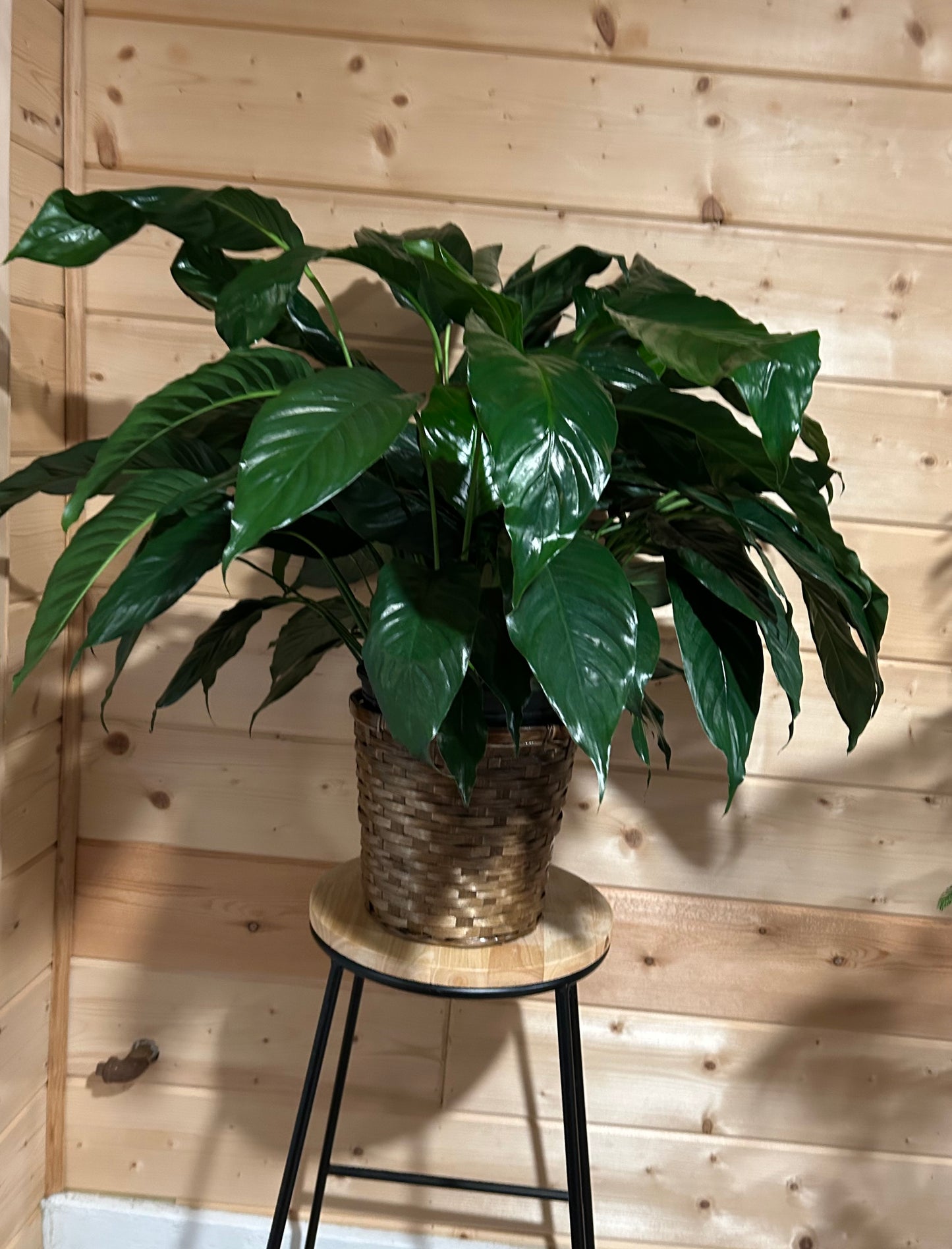 8” Peace Lily