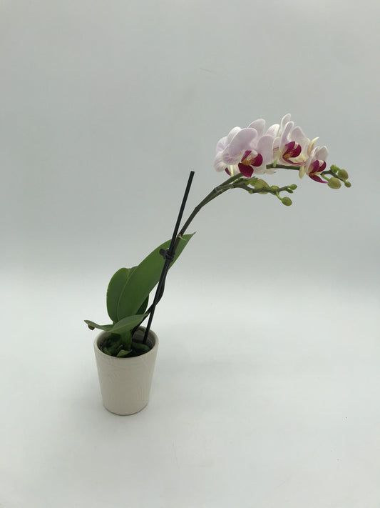 2.5” Orchid