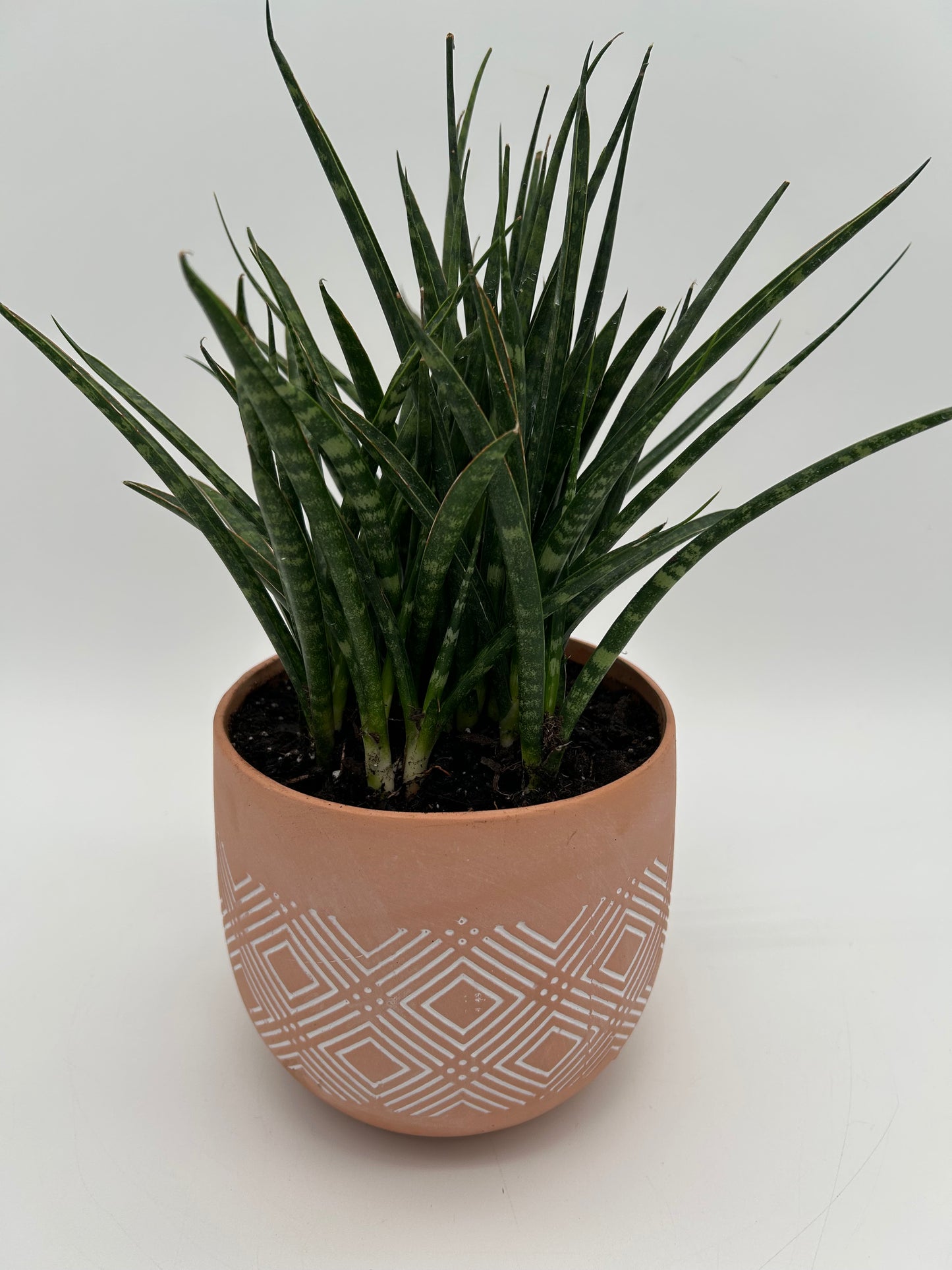 6" Spear Sansevieria Plant