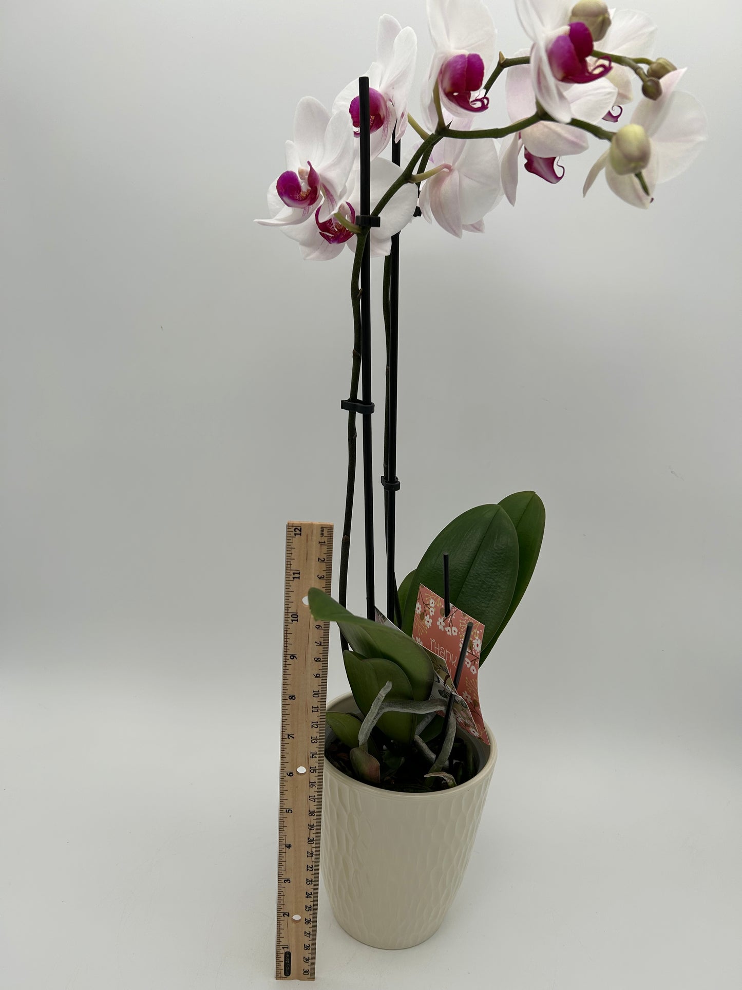 Orchid in Ceramic Pot