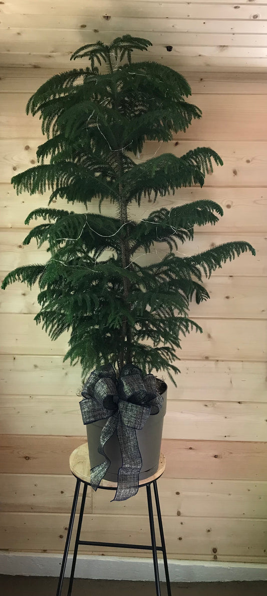 10" Norfolk Pine (Easy Care Plant)