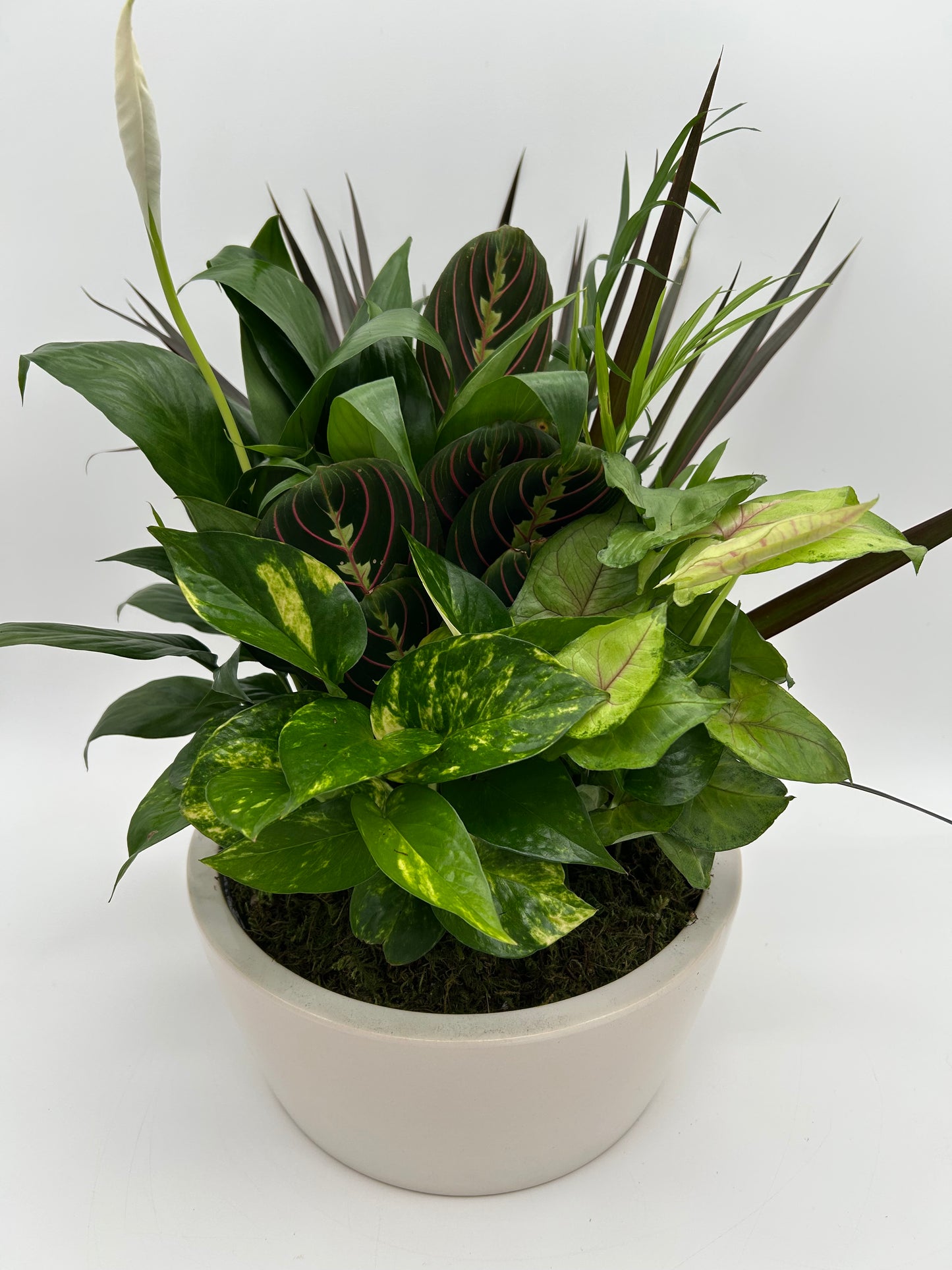 10” Dish Garden - Ceramic