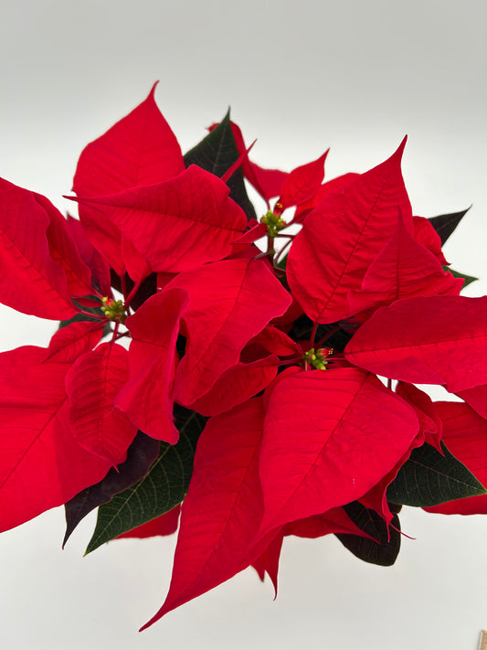 4.5" Poinsettia - Red